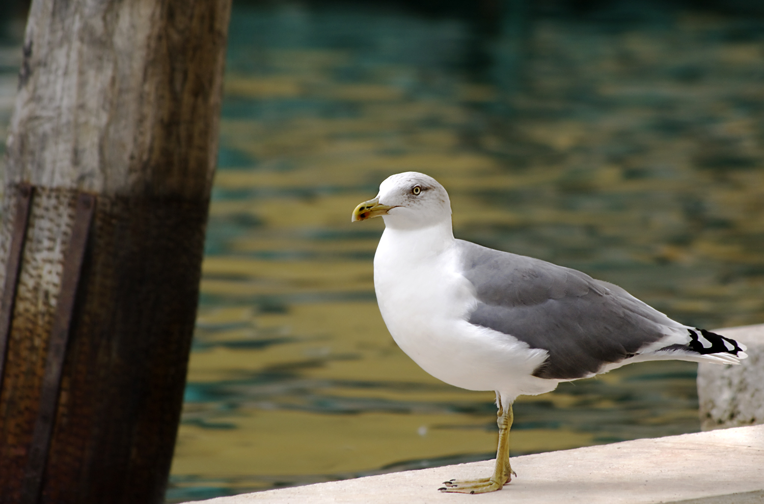 Two Herring Gulls