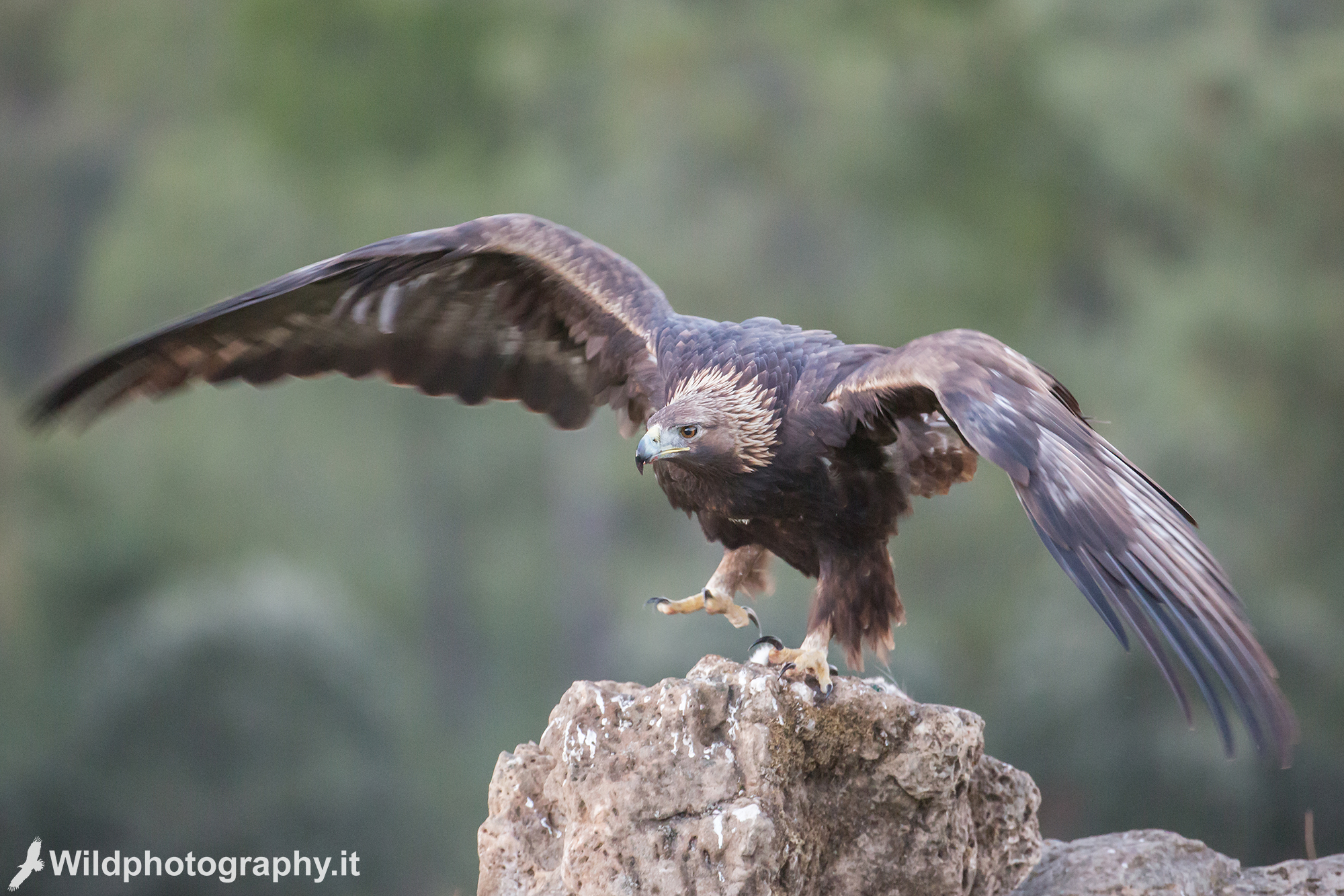 Royal eagle defending the territory at sunset