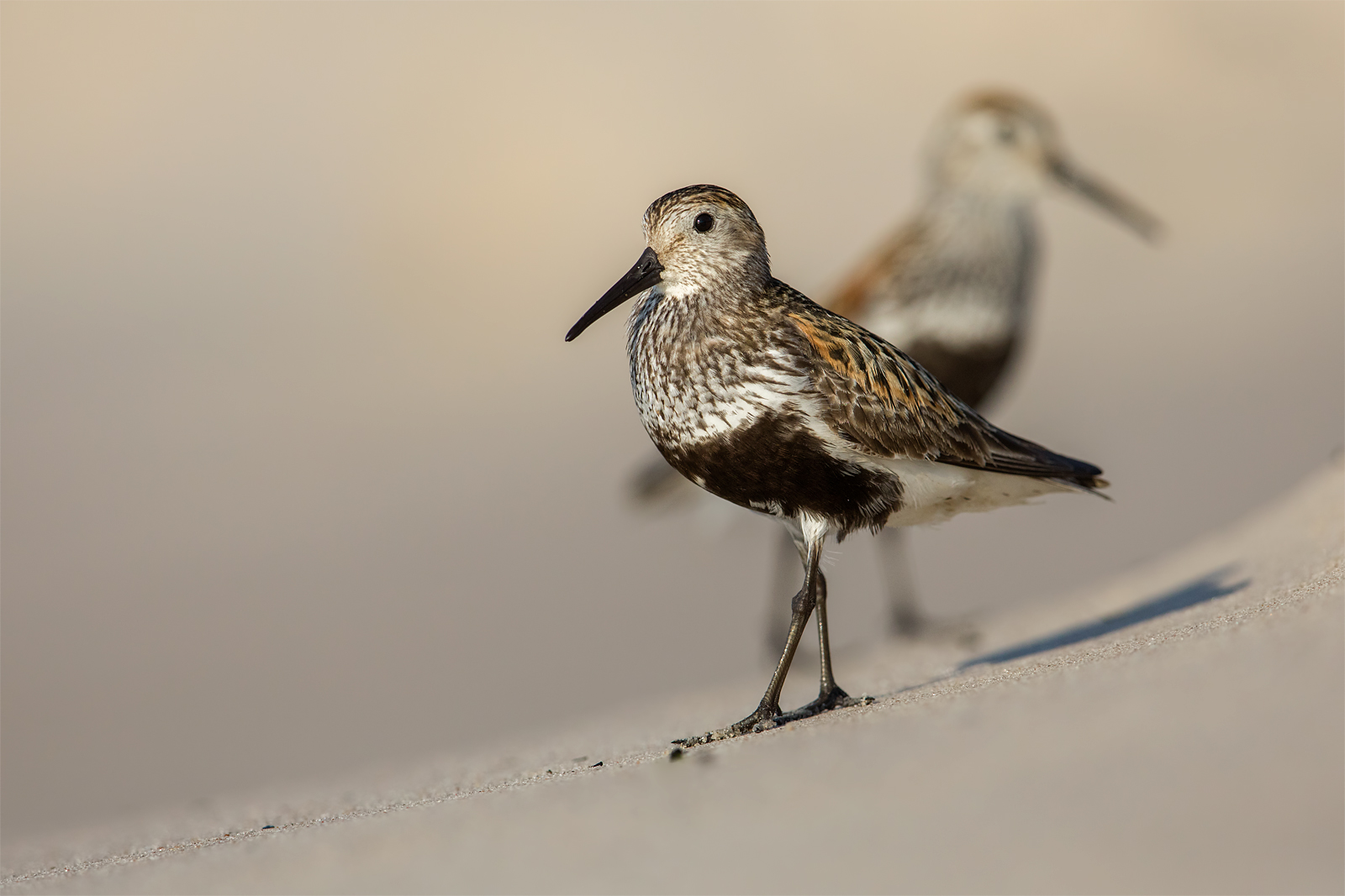 Dunlin