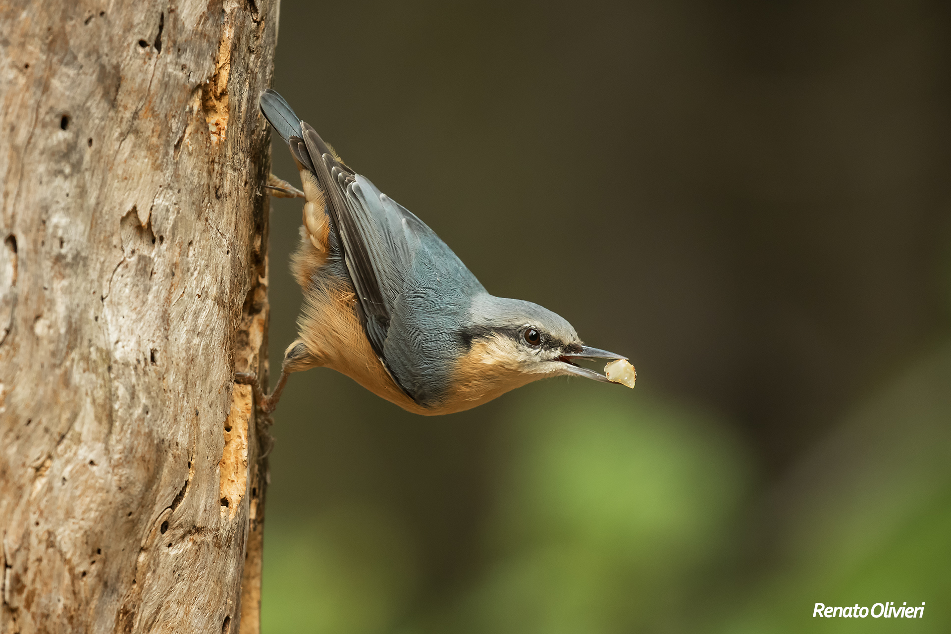Woodpecker Bricklayer (Sitta europaea)
