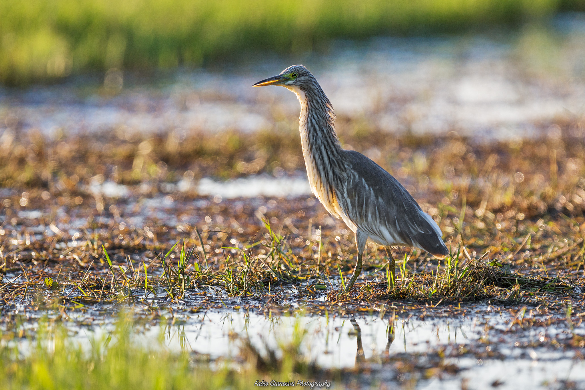 Night Heron