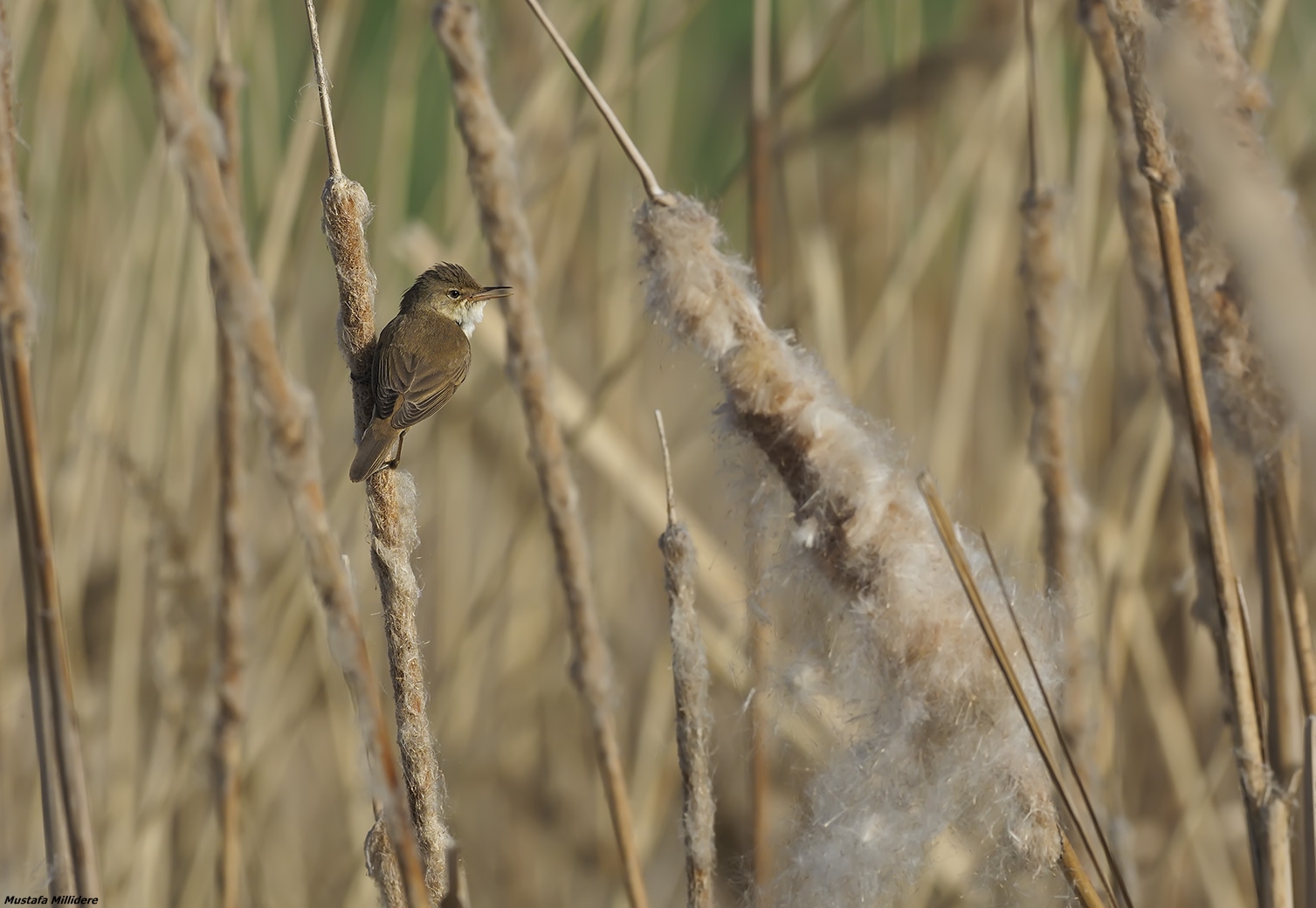 Eurasian Reed Warbler ...
