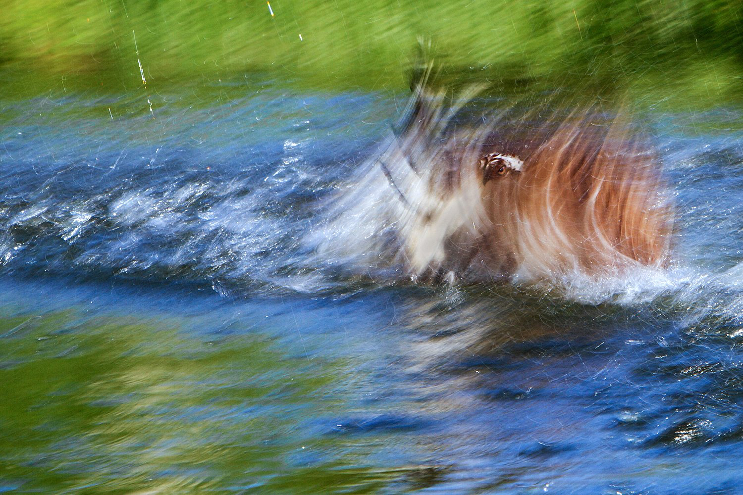 Osprey taking off