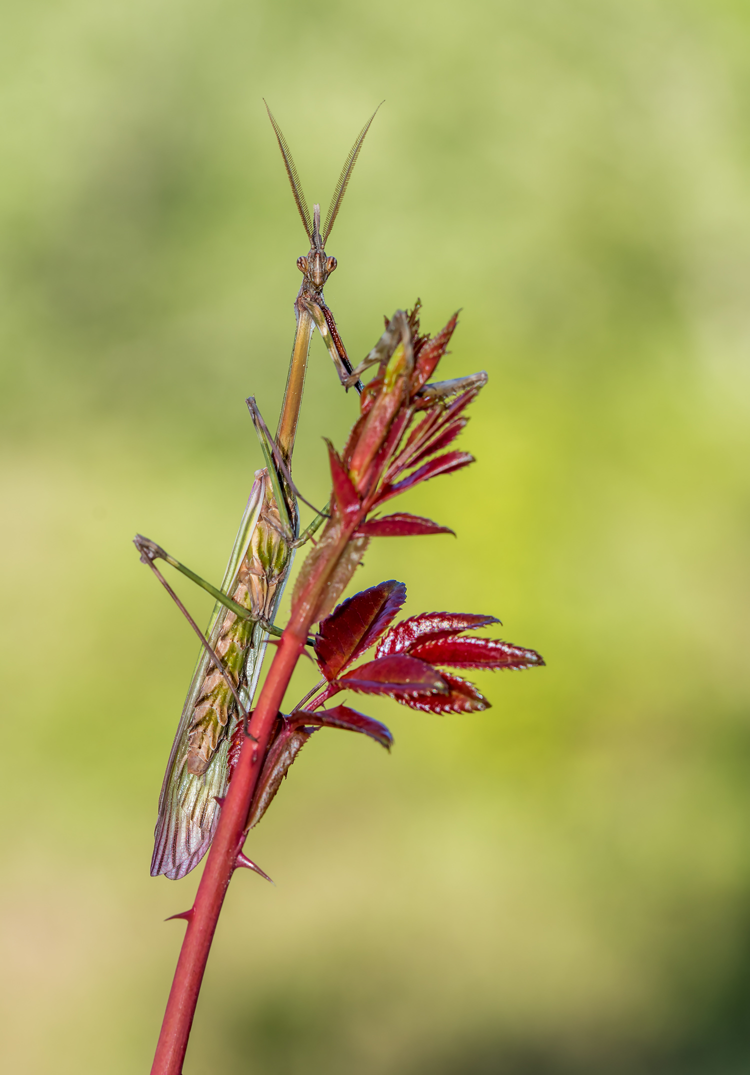 Empusa pennata
