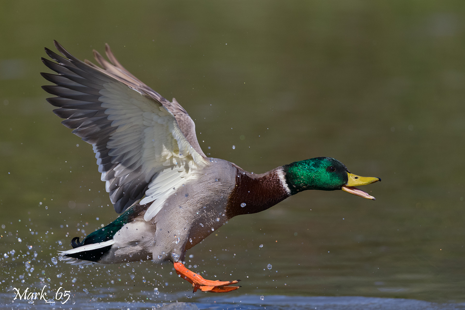 Mallard