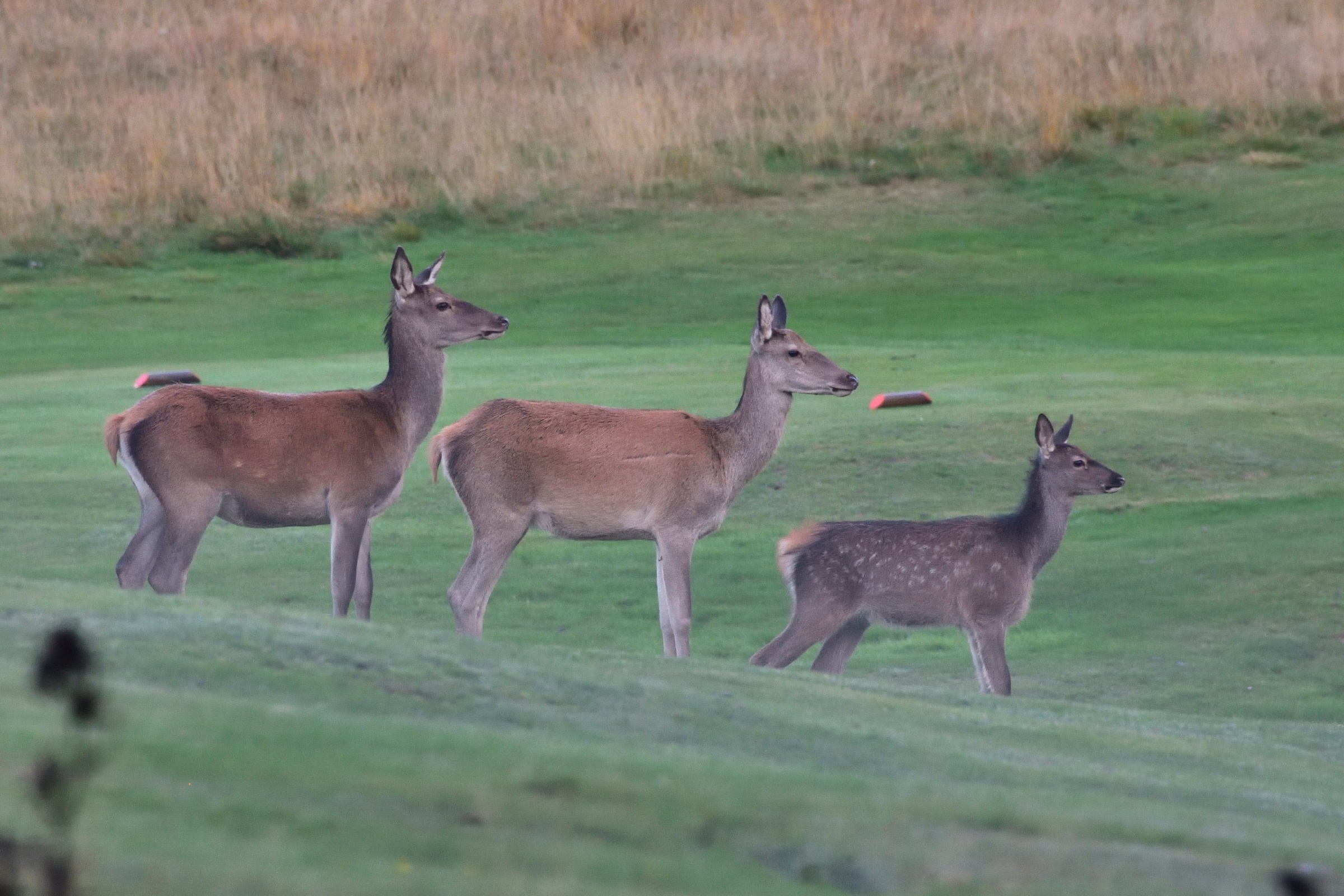 In a row for three ....