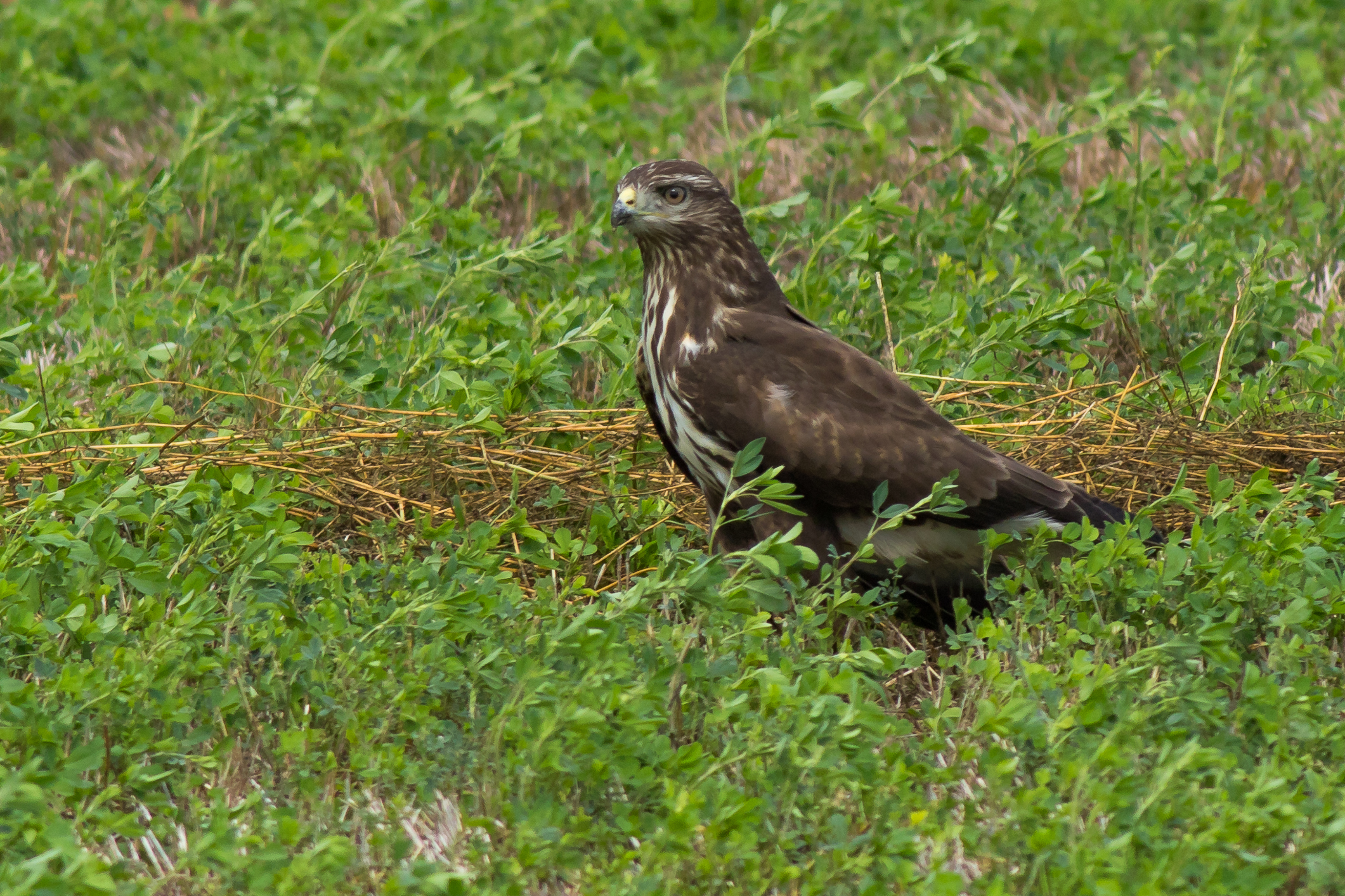 buzzard