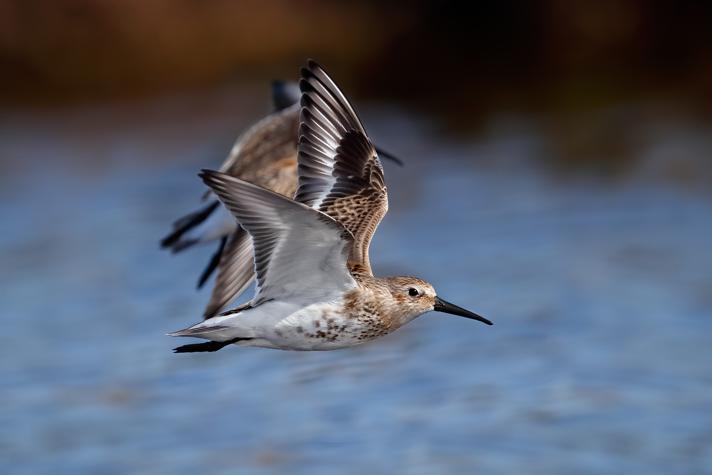 Piovanello pancianera