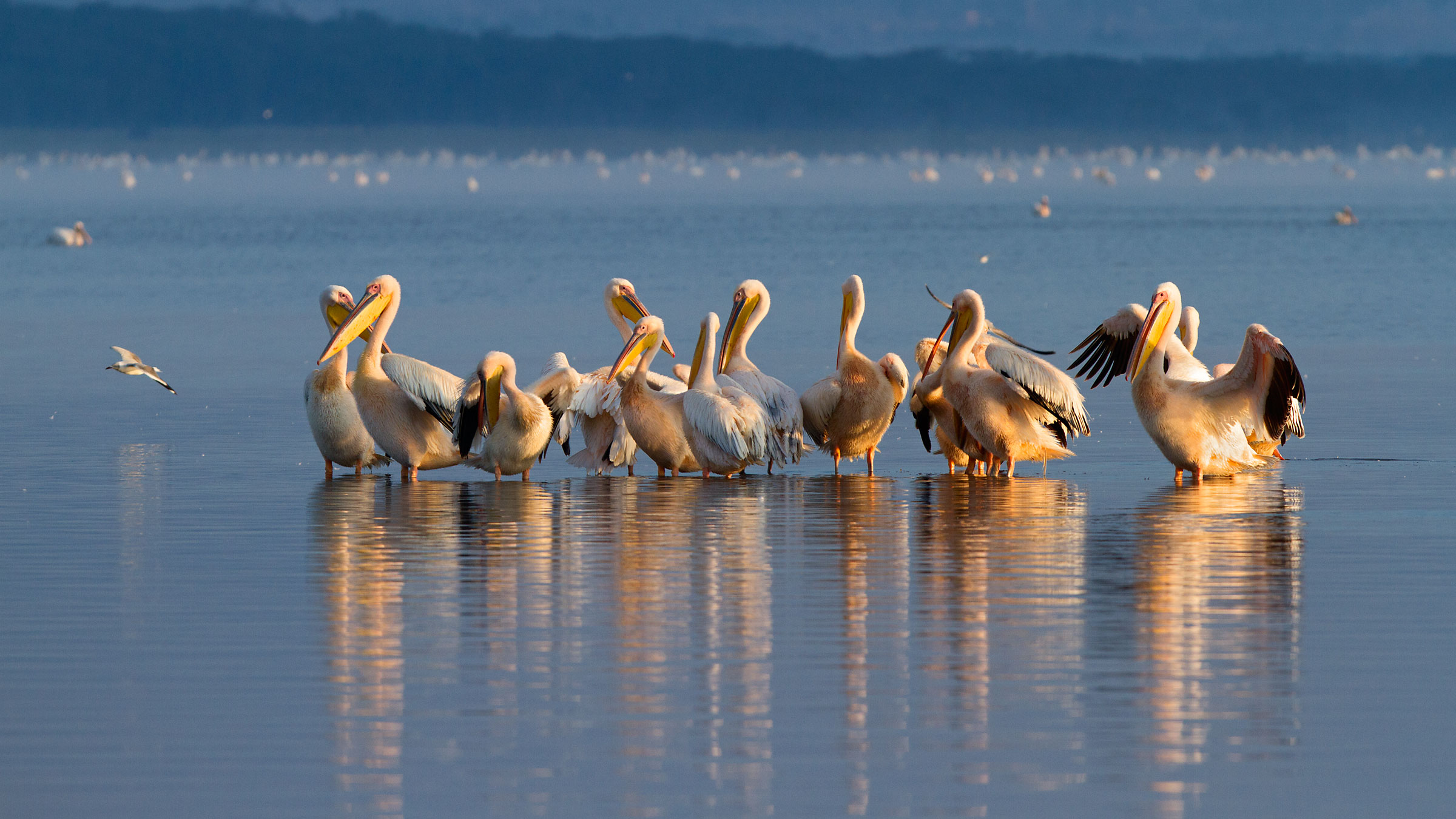 Pellicani al Nakuru 2