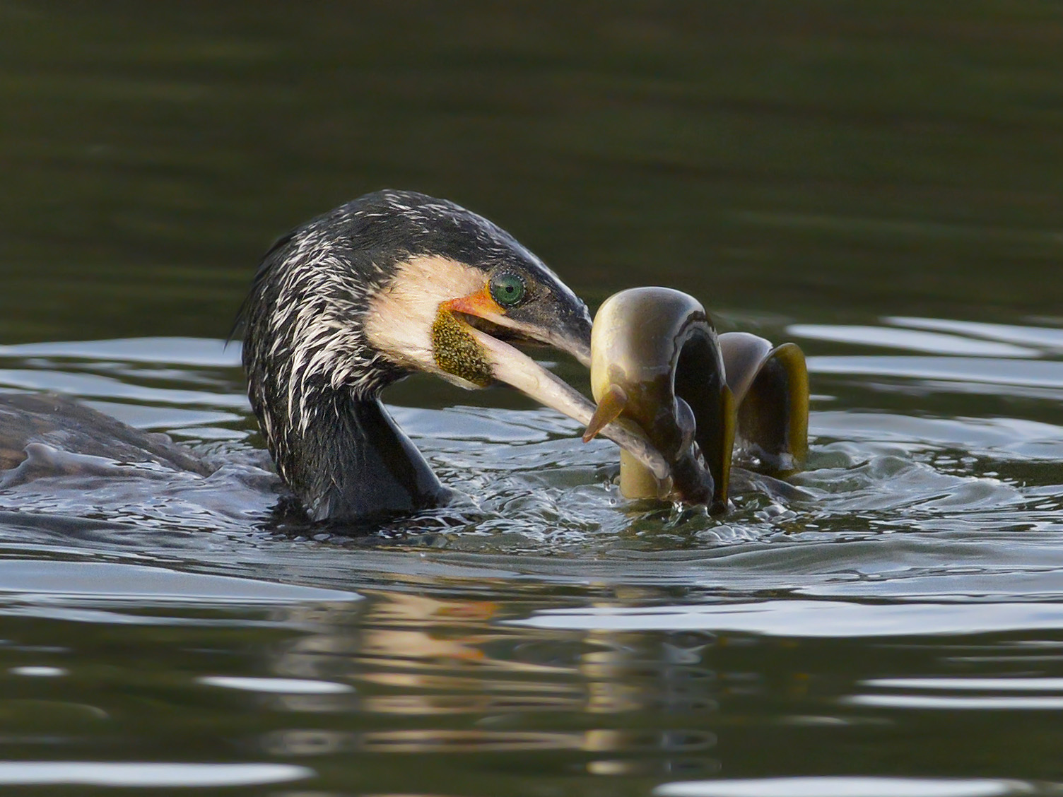 Cormorano con anguilla, laguna di Orbetello