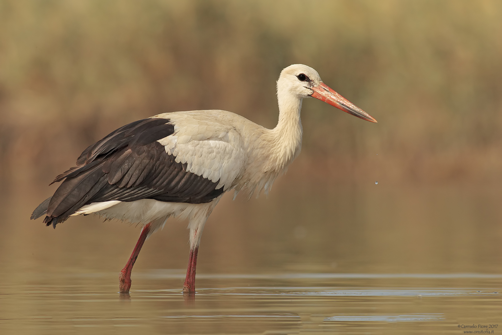 White Stork
