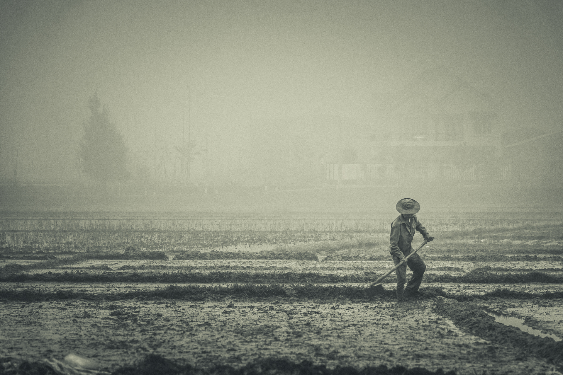 Rice field in Winter