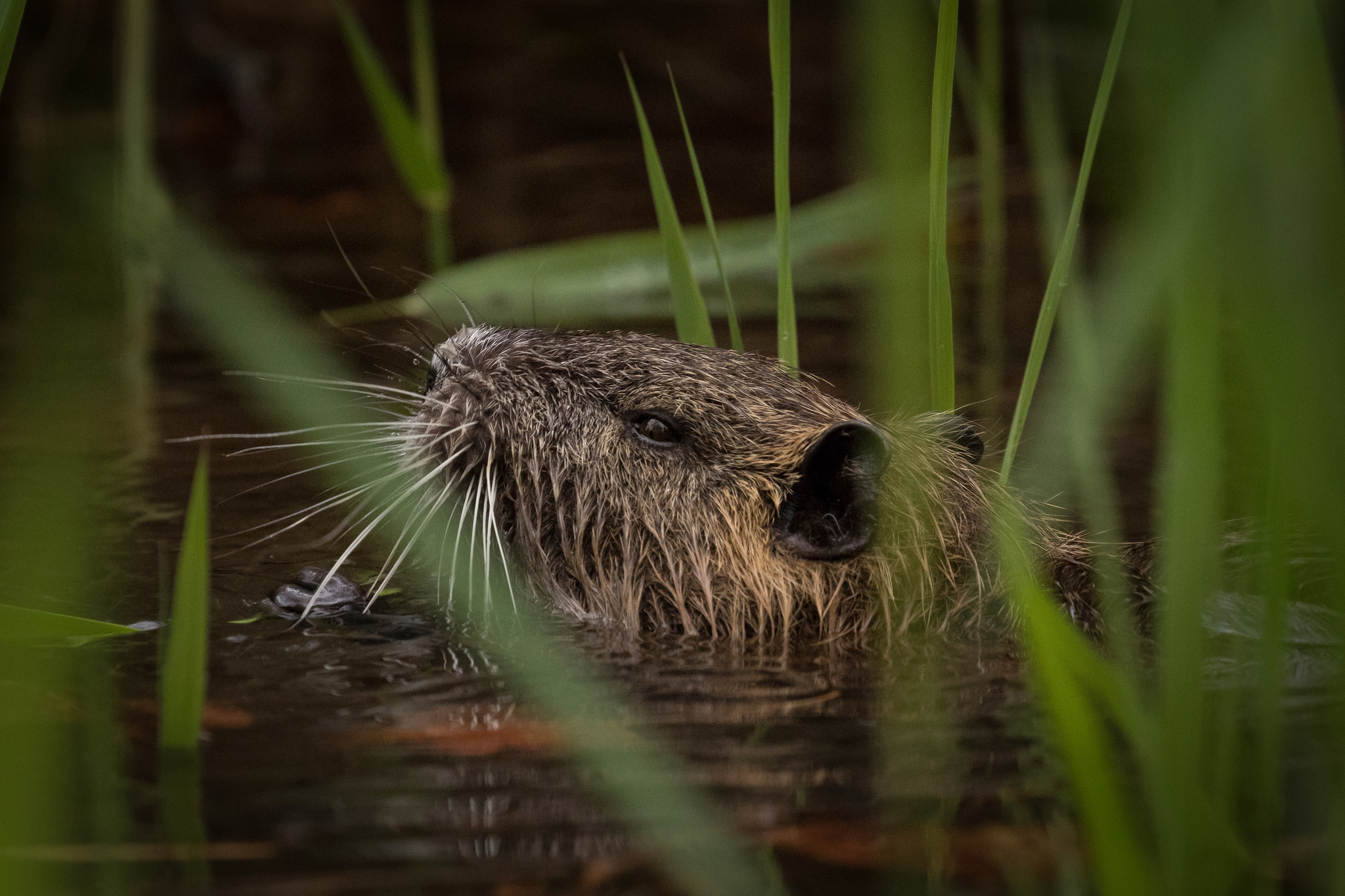 Nutria