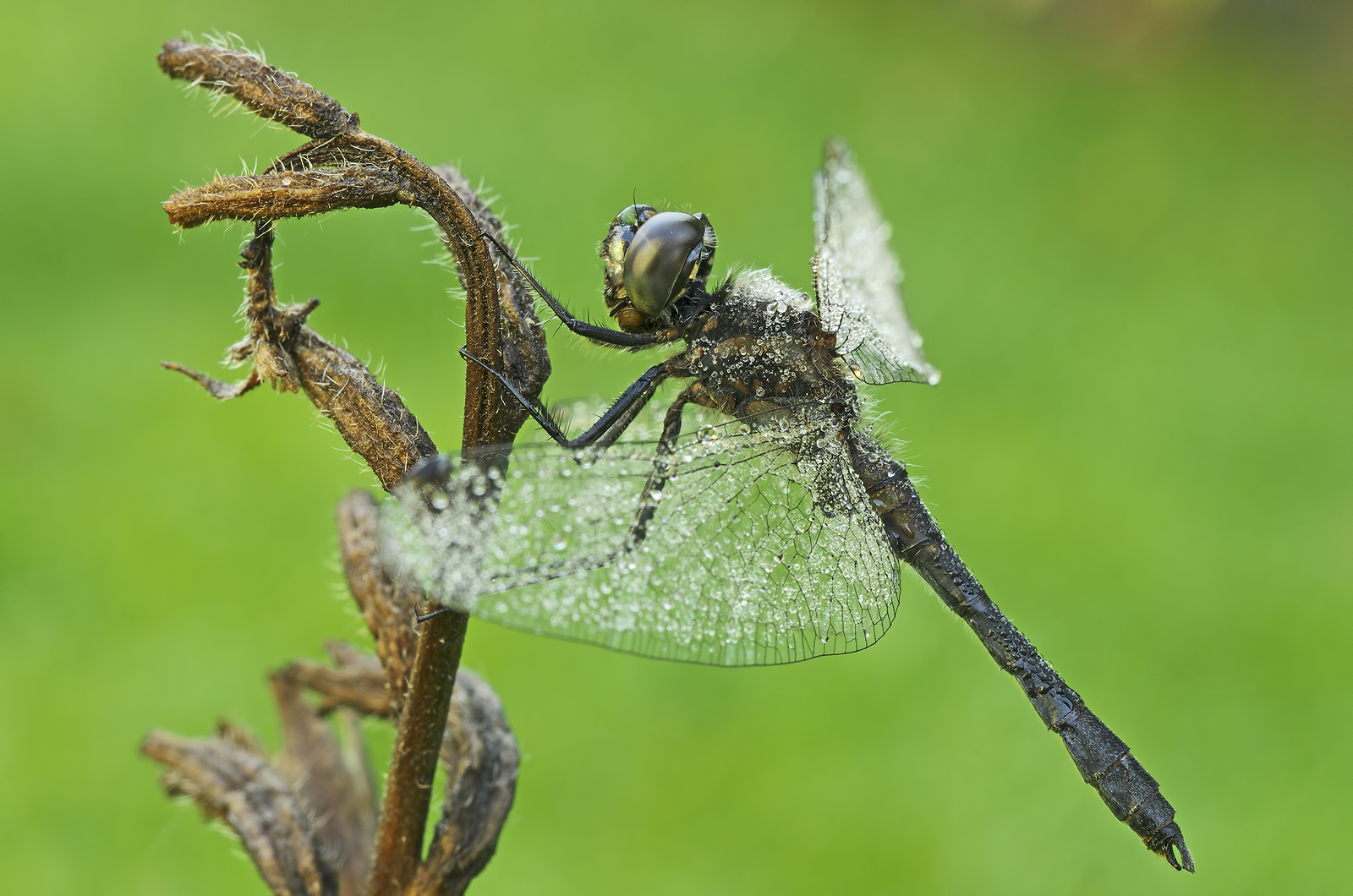 Sympetrum danae