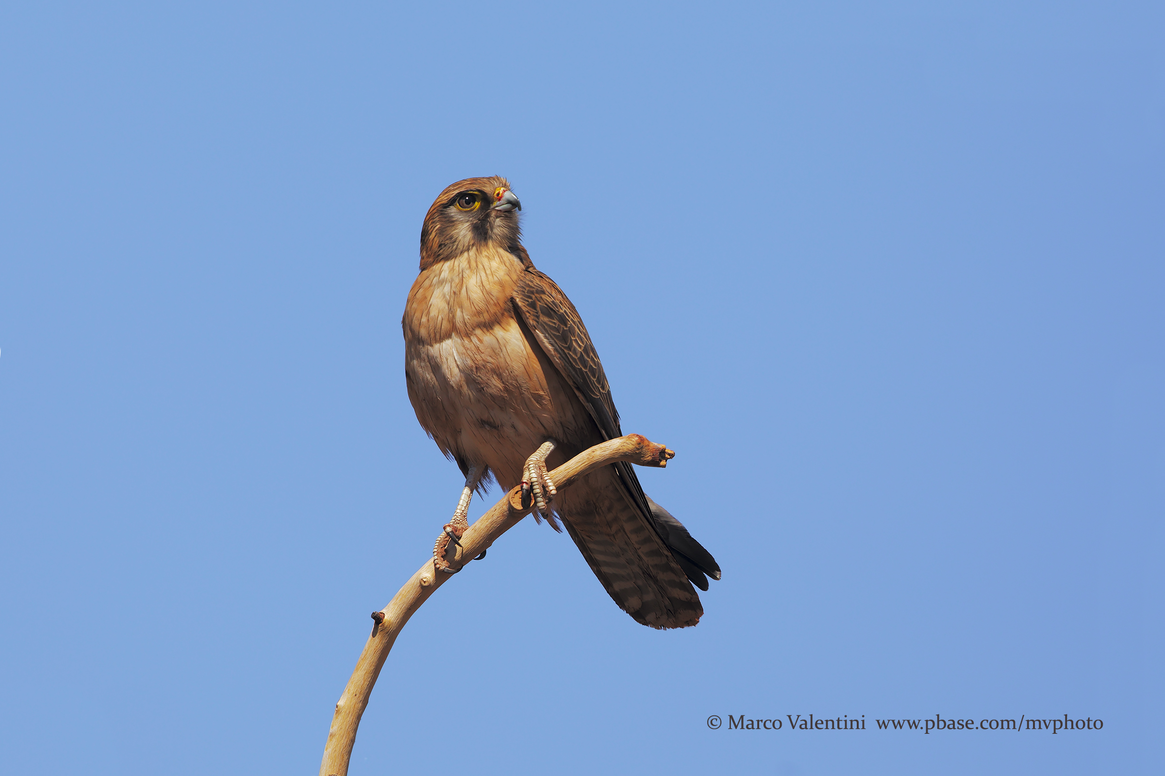 Brown Hawk