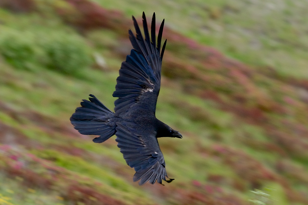 Raven - Colle di Tenda