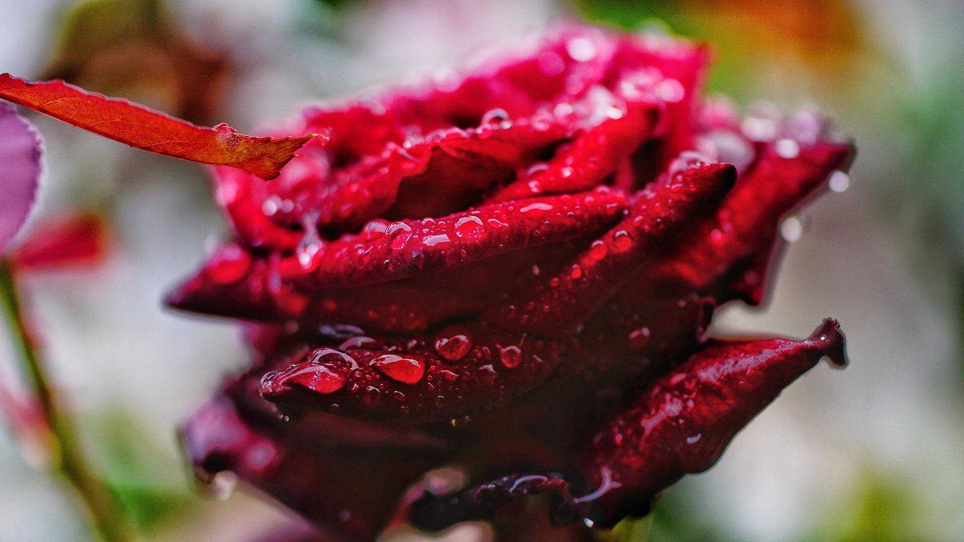 pink wet in September