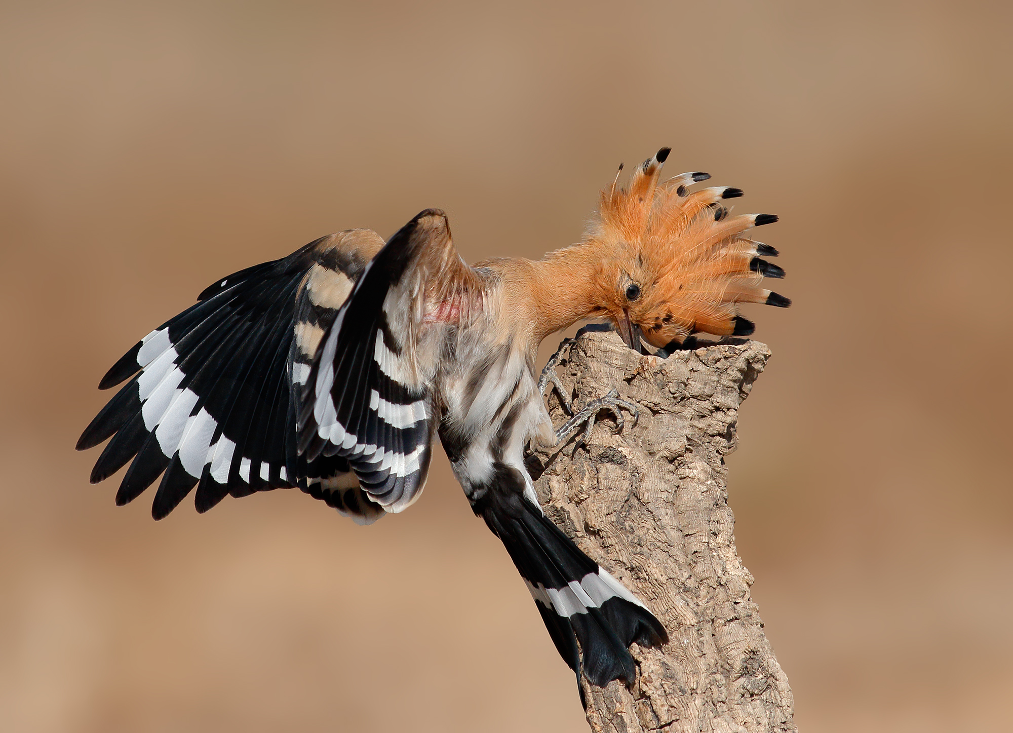 Hoopoe