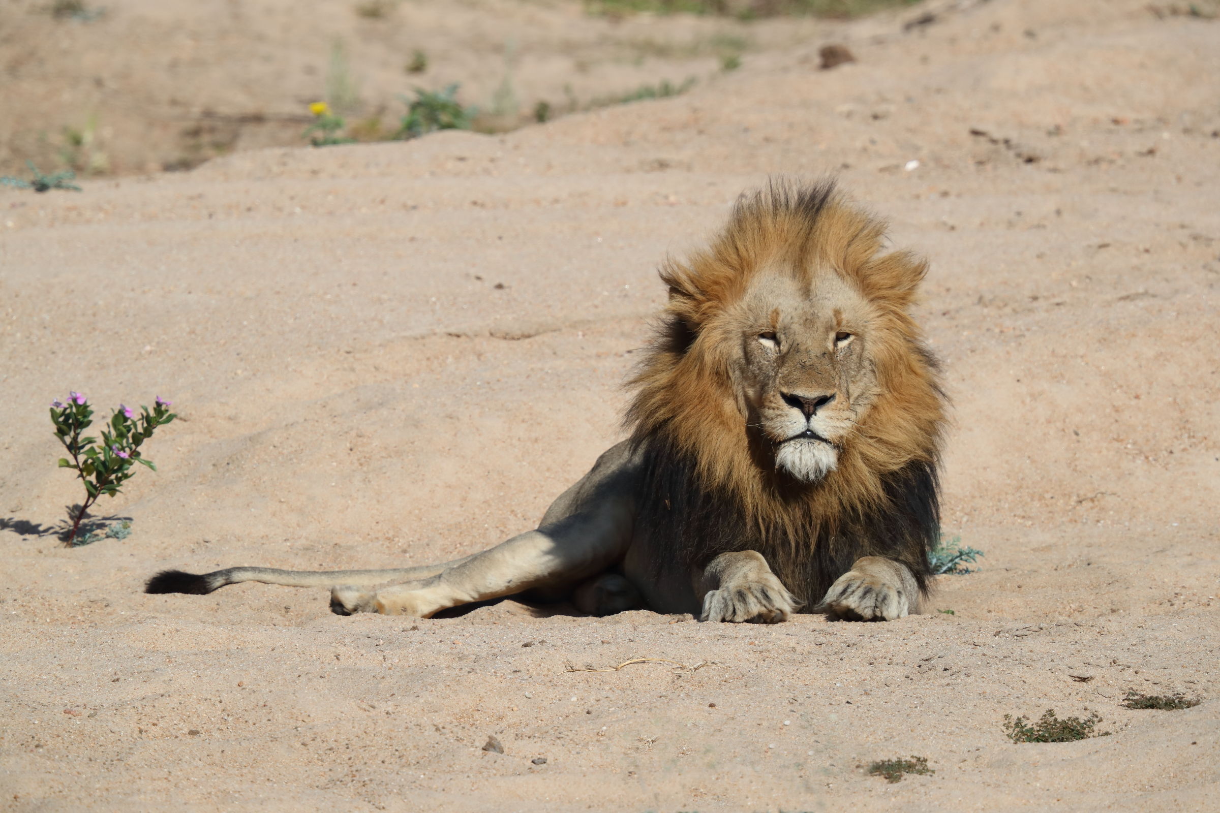 Il guardiano del fiume....