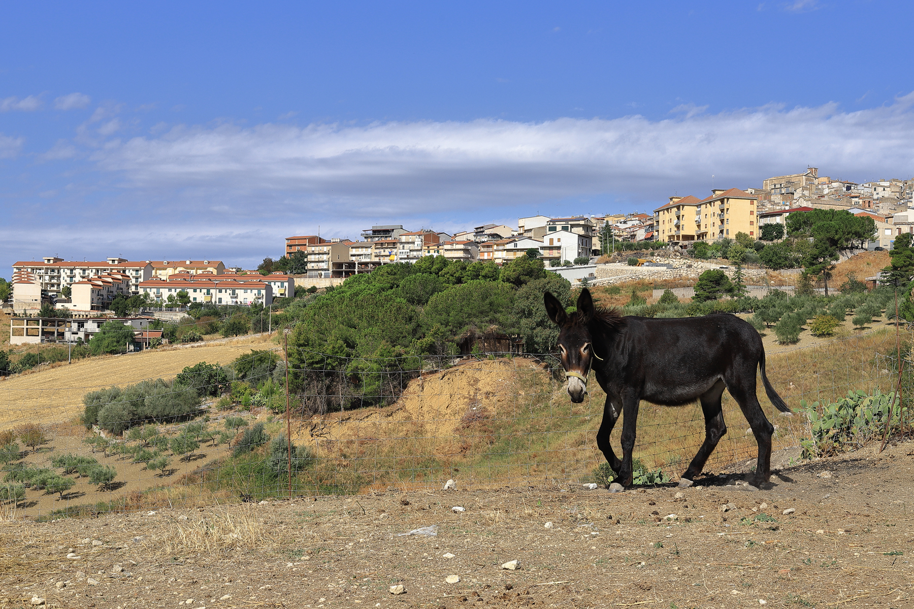 It was very common now it has become rare.