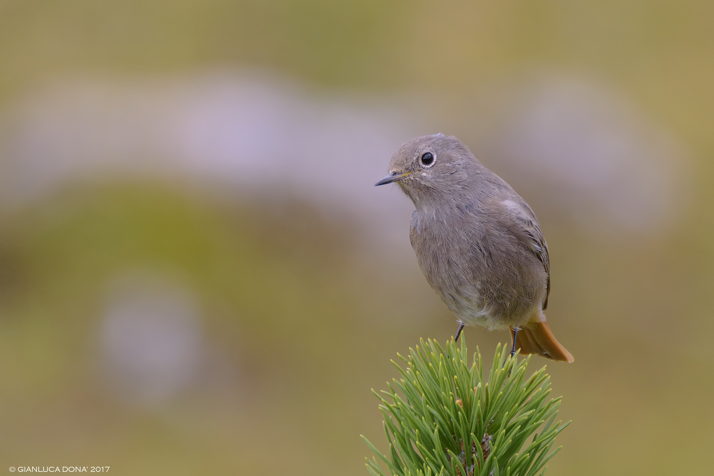 Codirosso spazzacamino juv