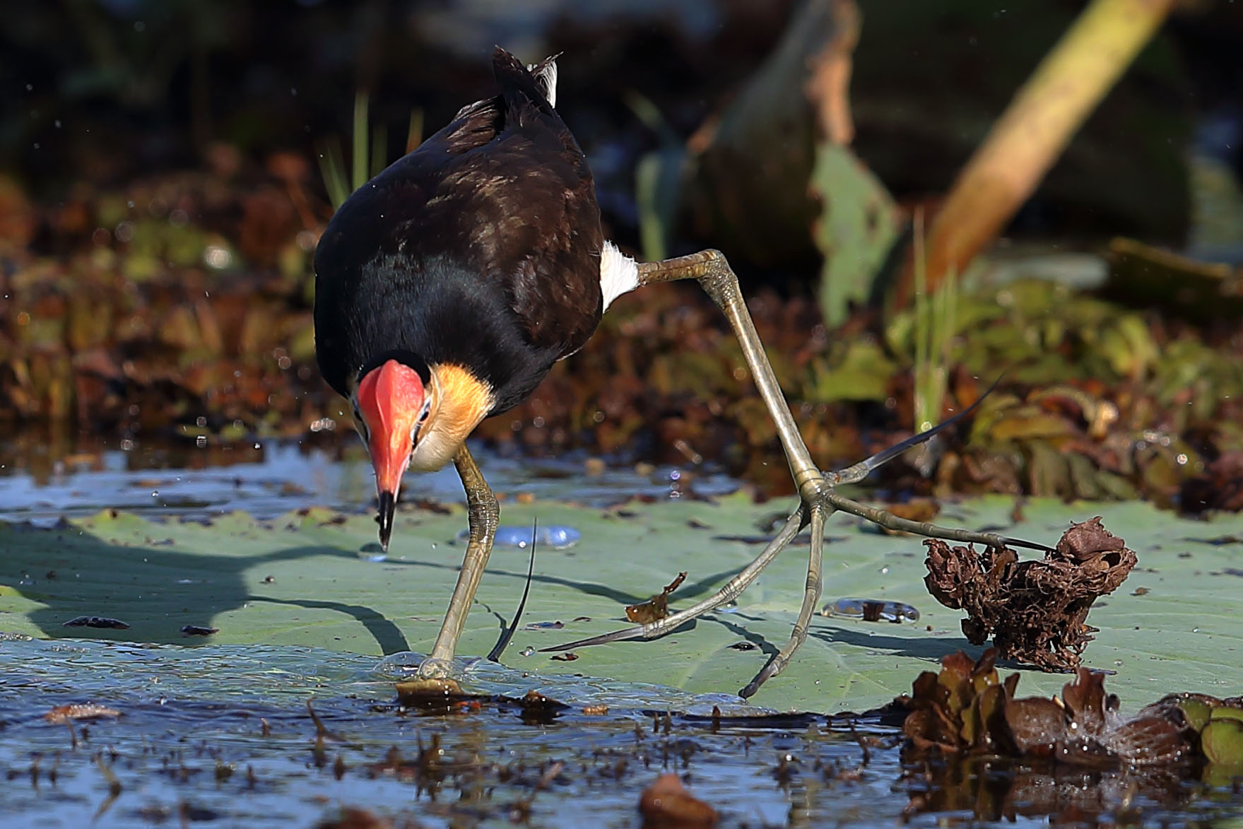 Irediparra gallinacea - Jacana crestata