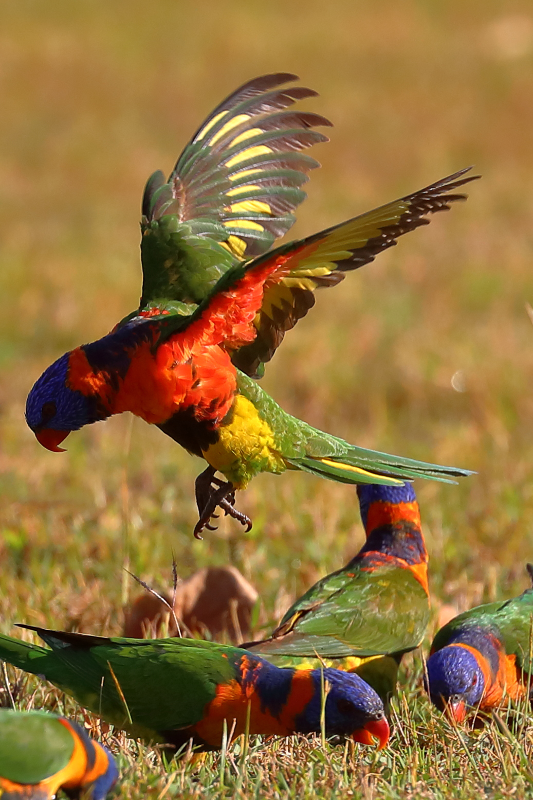 Trichoglossus haematodus - Lorichetto di Swainson