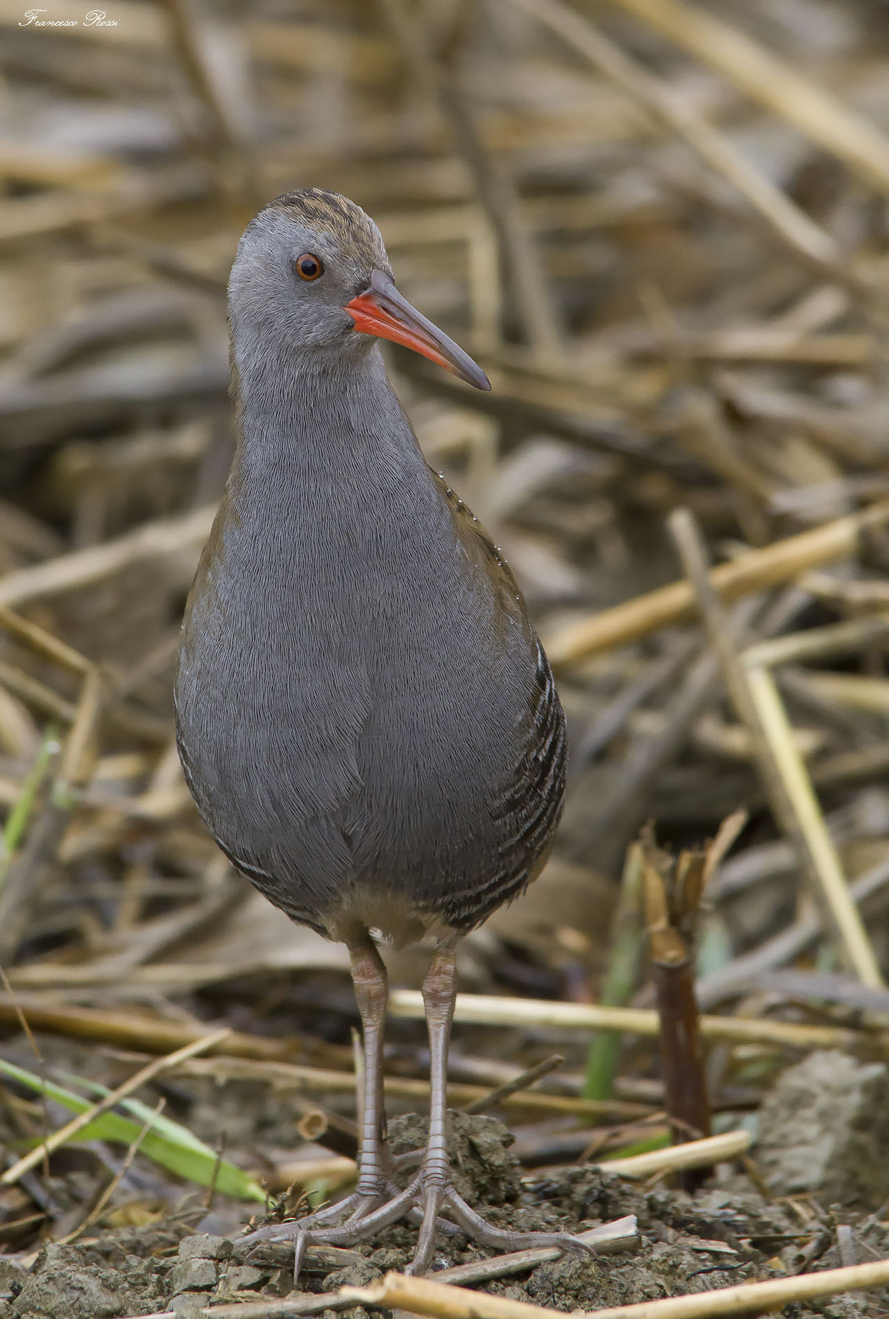 Water Rail