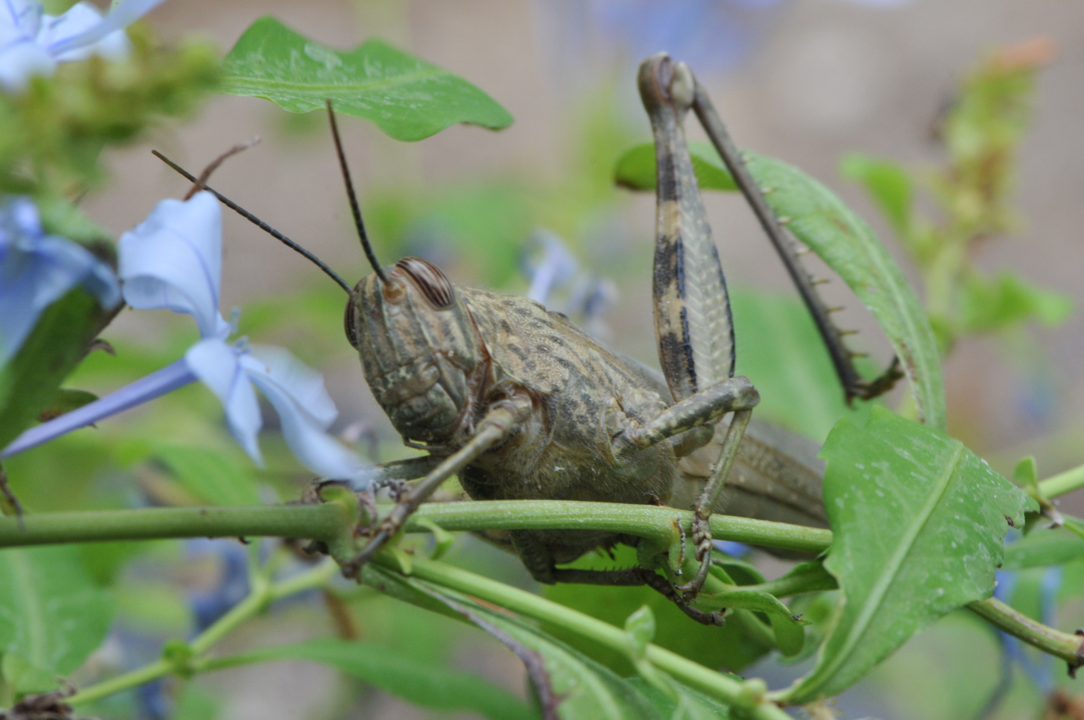 Grasshopper