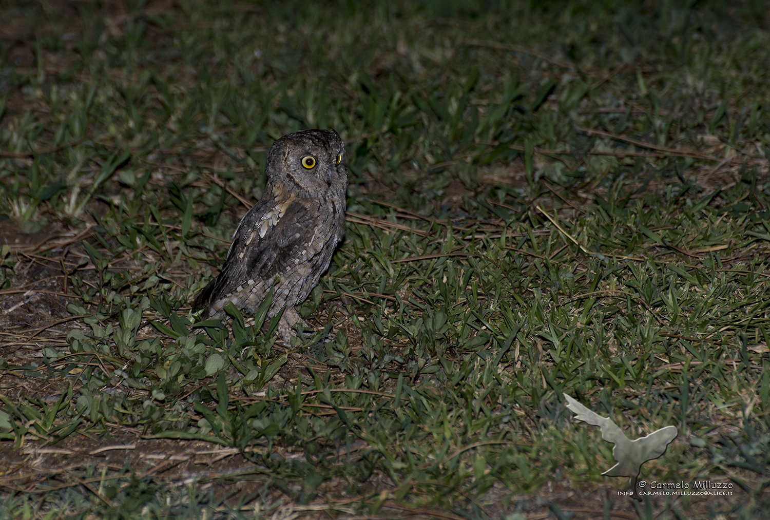 Assiolo on the lawn _Otus scops_