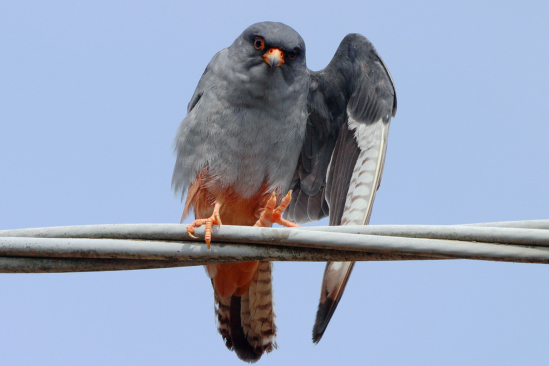 Il saluto del falco cuculo