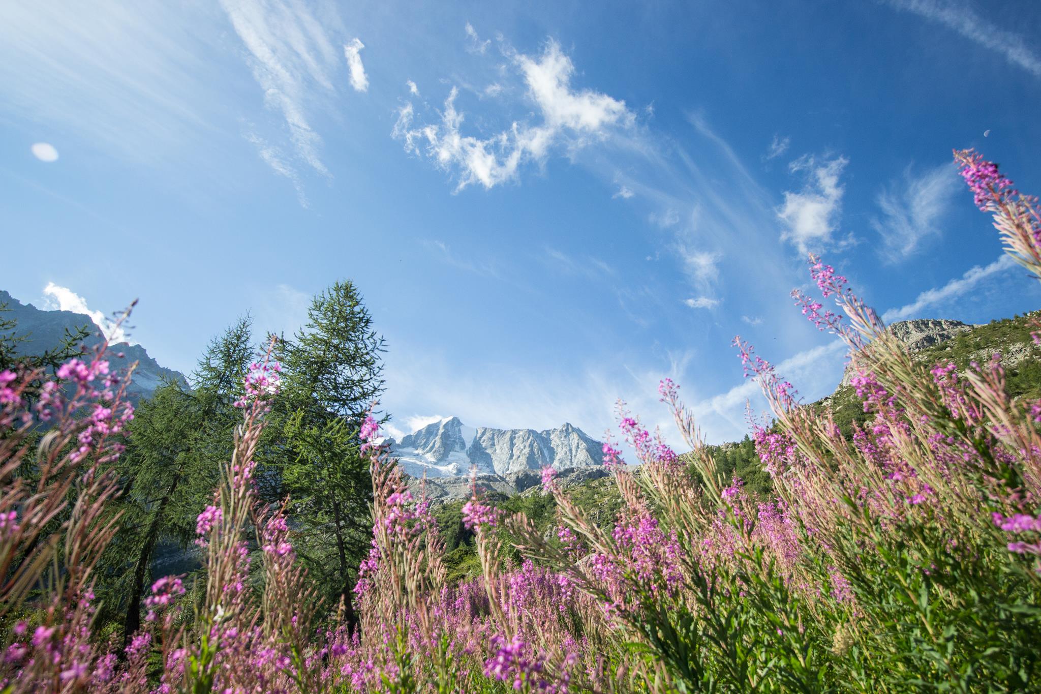 frames of flowers and sky