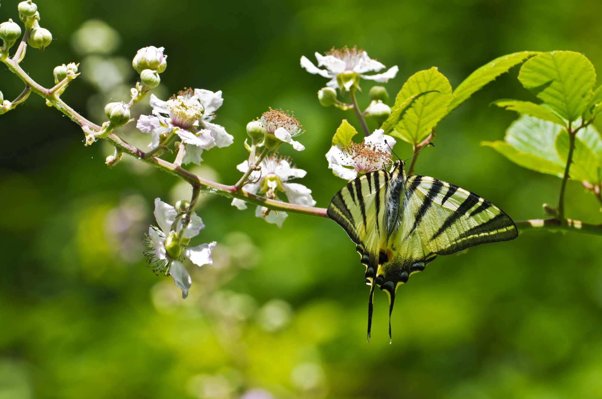 Iphiclides podalirius (Linnaeus, 1758) - Papilionidae