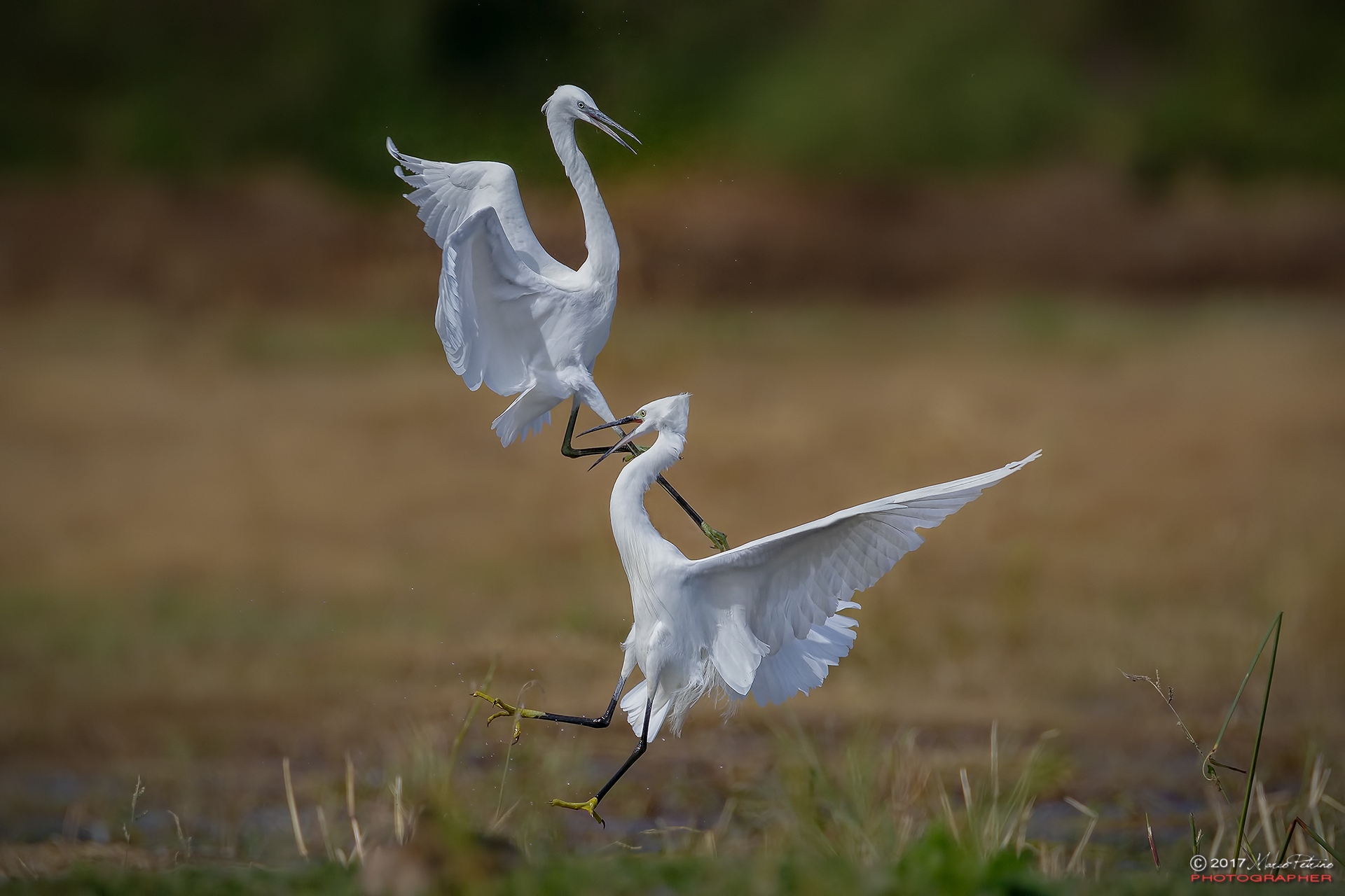 Garzetta (Egretta garzetta) - Little Egret
