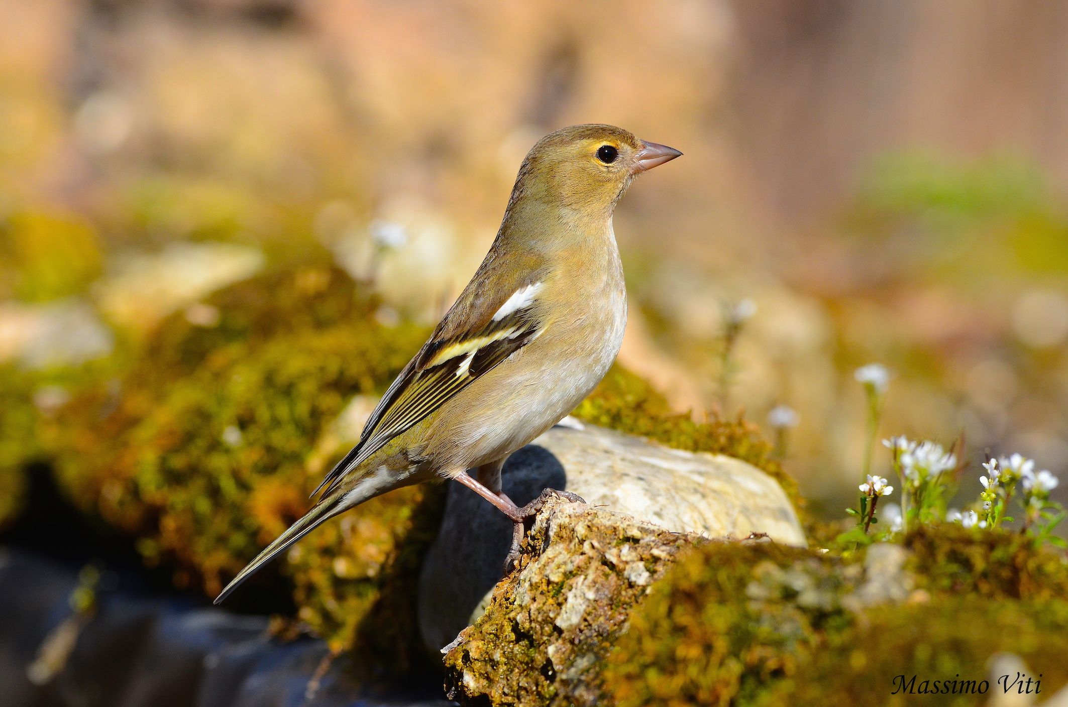 " La vanitosa " Fringuello femmina (Fringilla coel...