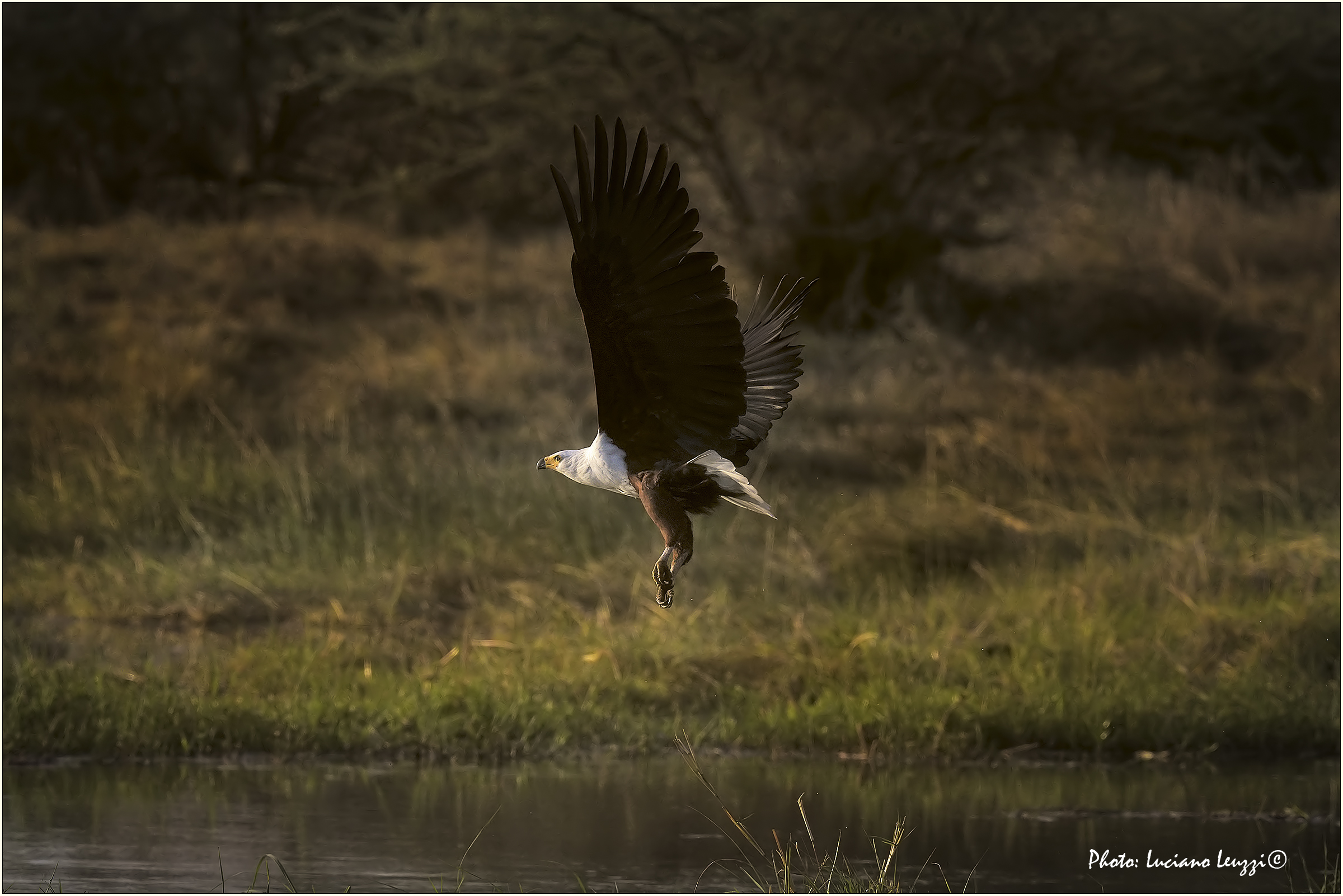 Fish eagle