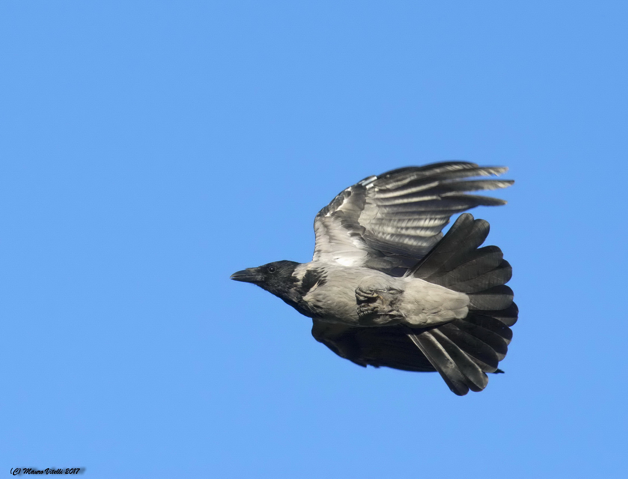 Cornacchia...semplicemente