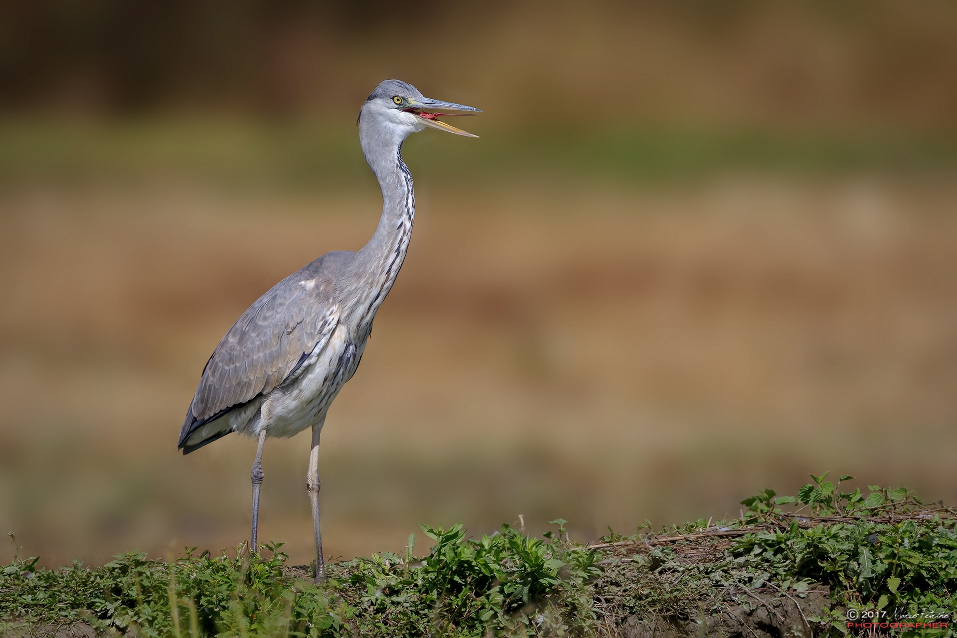 Gray heron (Ardea cinerea) - Gray heron