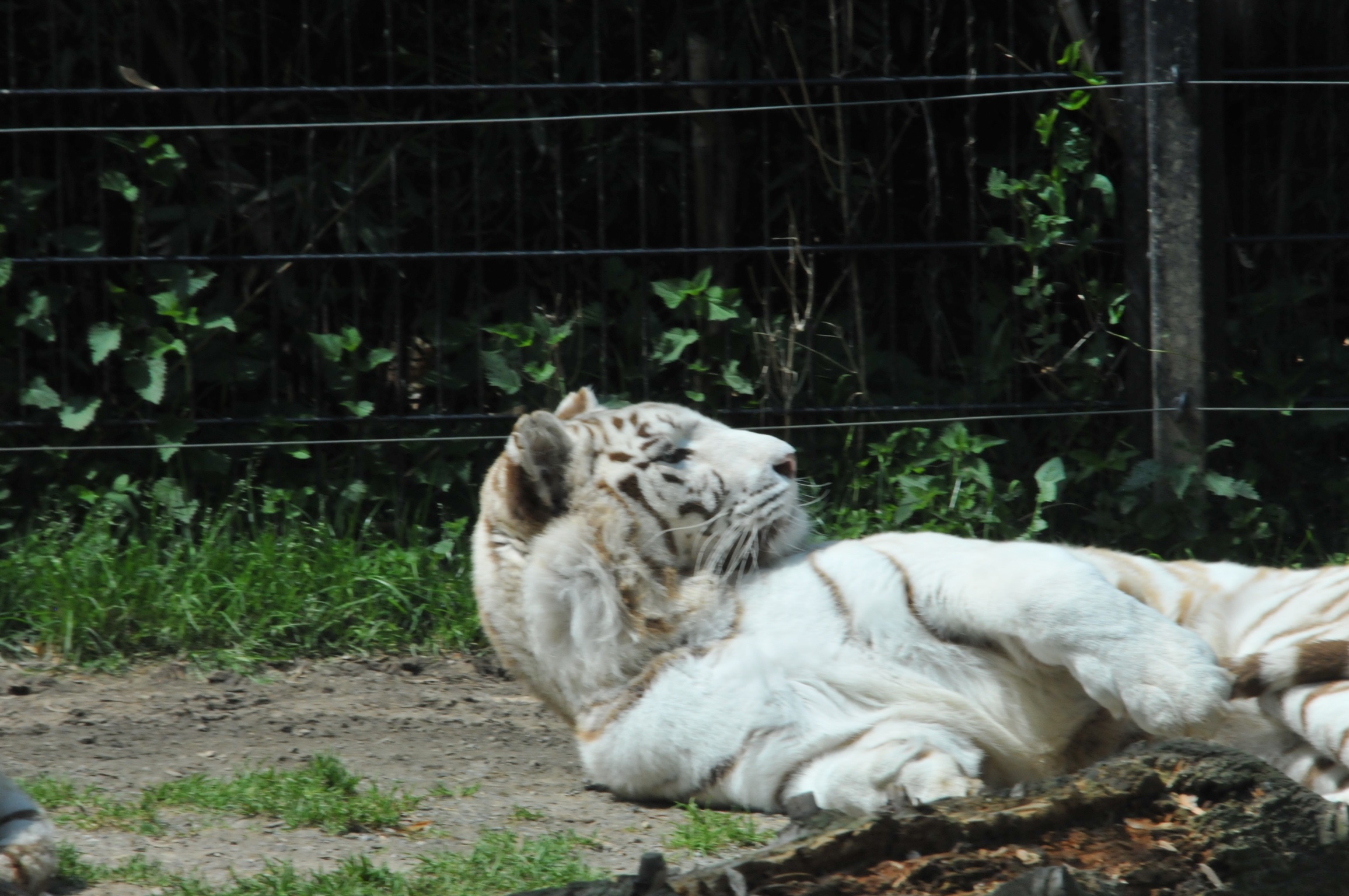 White Tiger