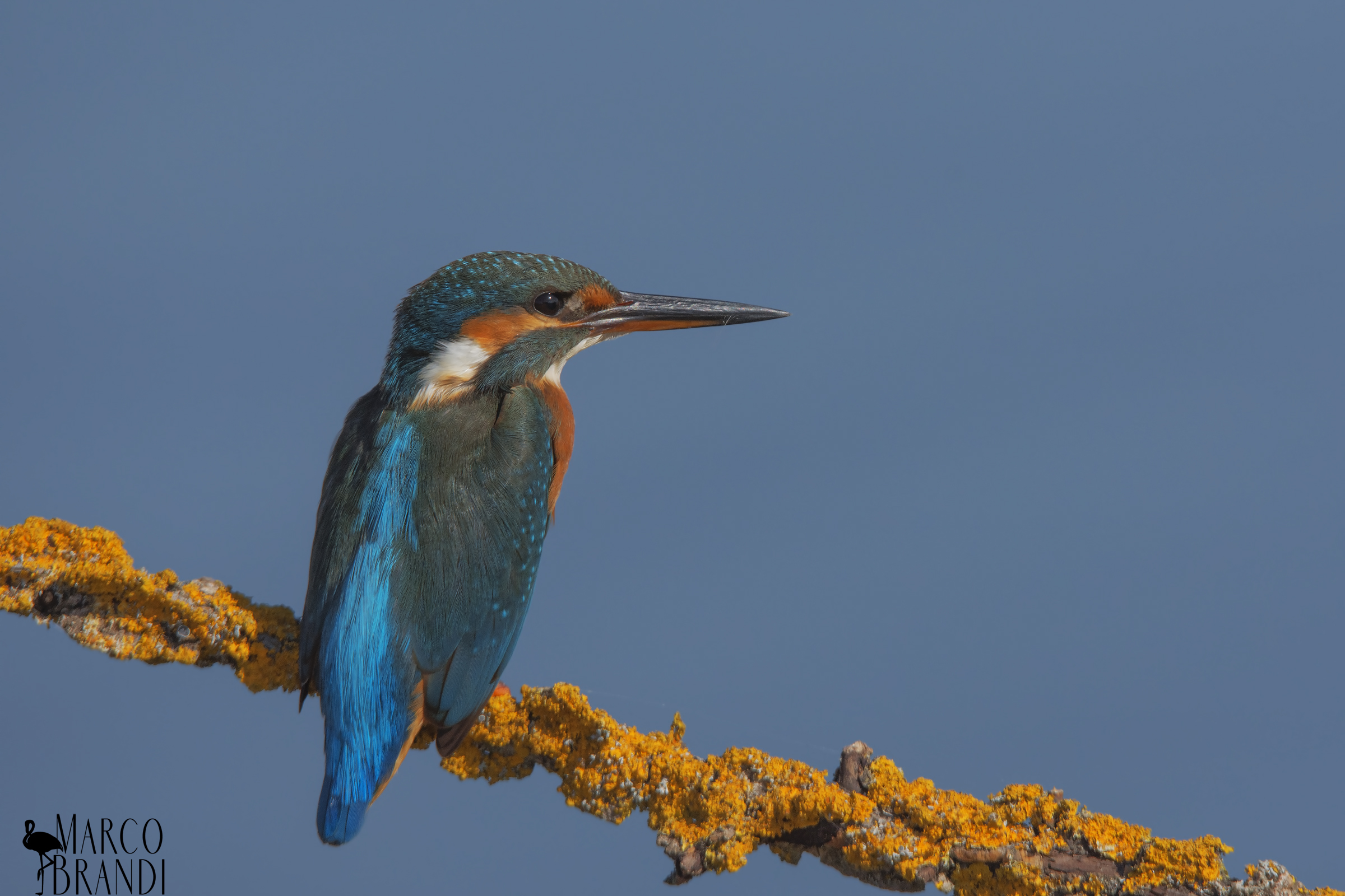 Nel blu dipinto di blu