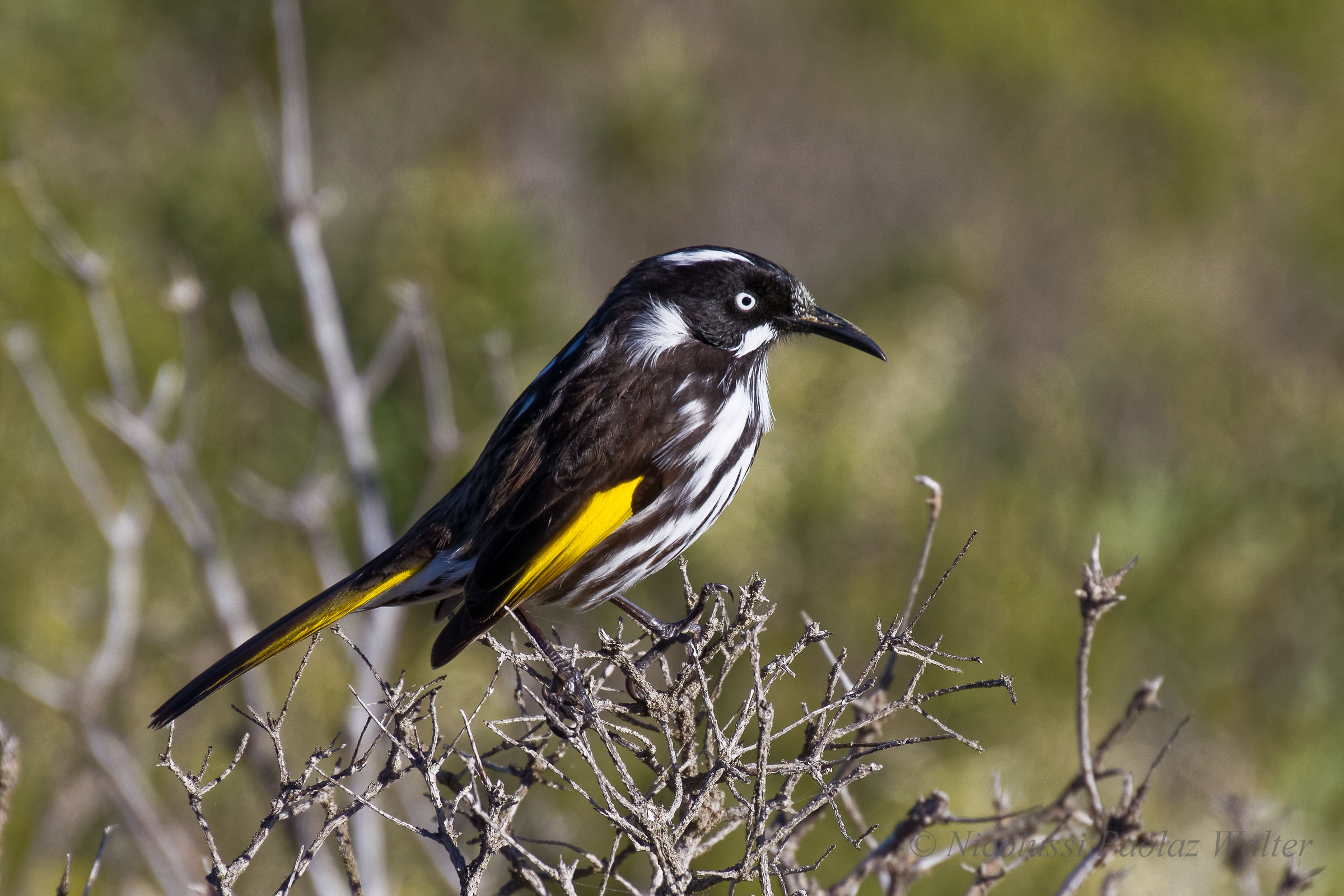 Mangiamiele della Nuova Olanda