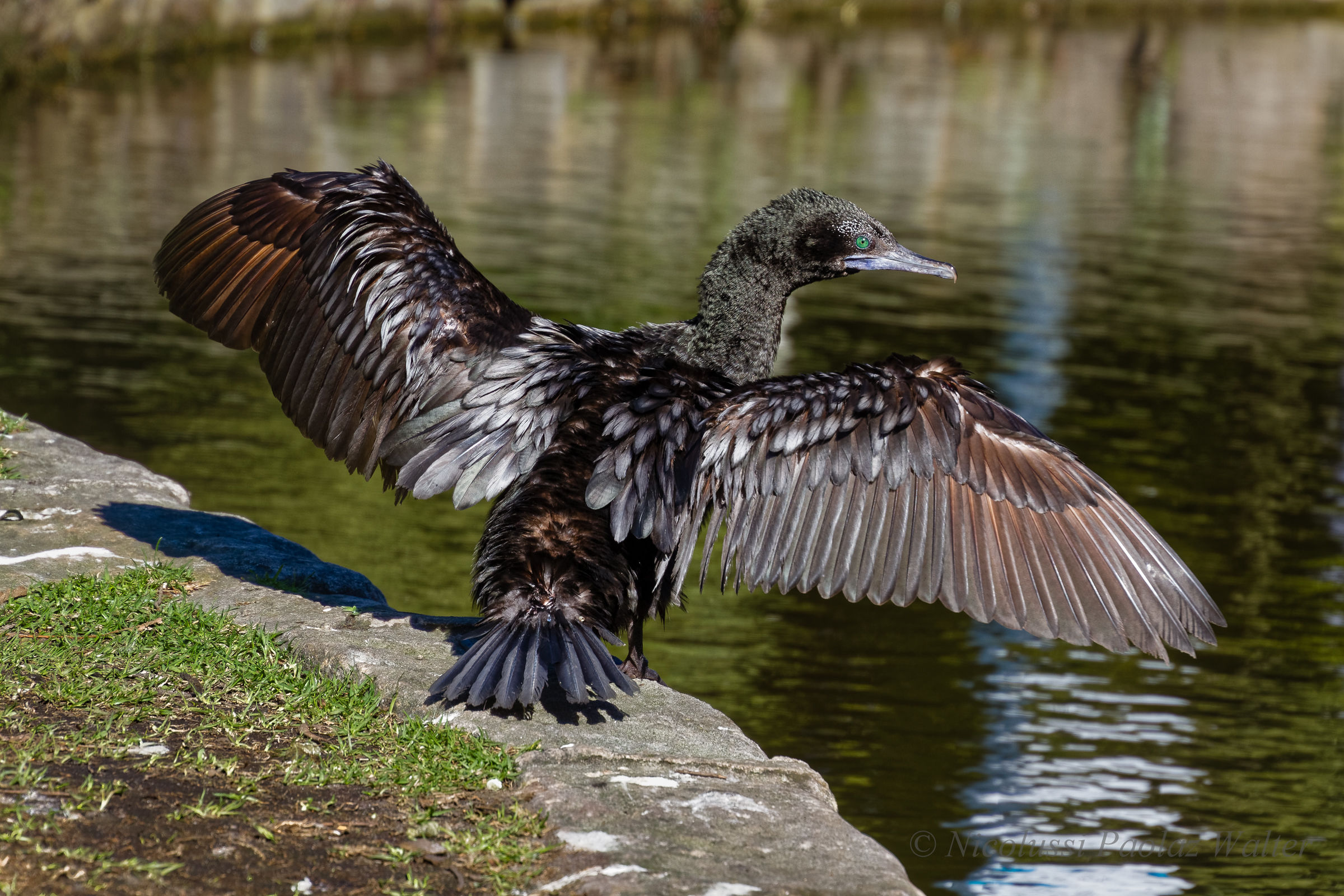 Cormorano nero - Phalacrocorax sulcirostris