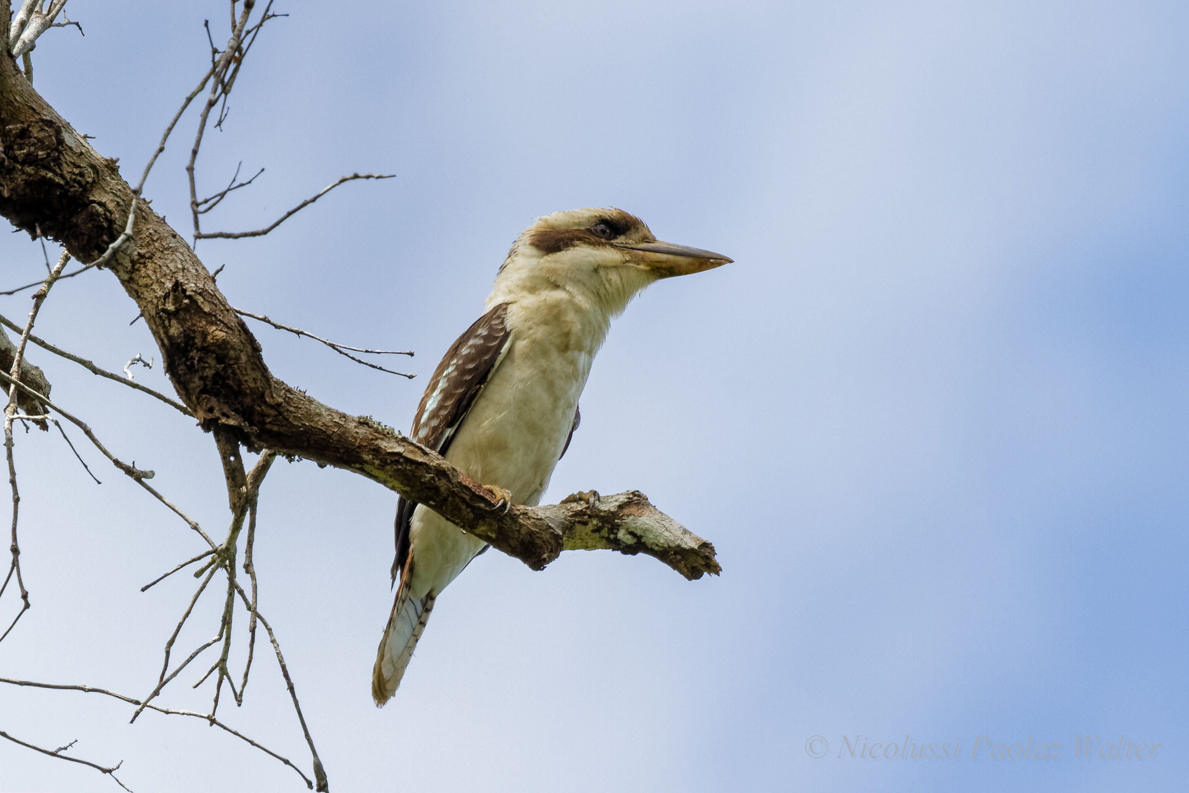 Kookaburra