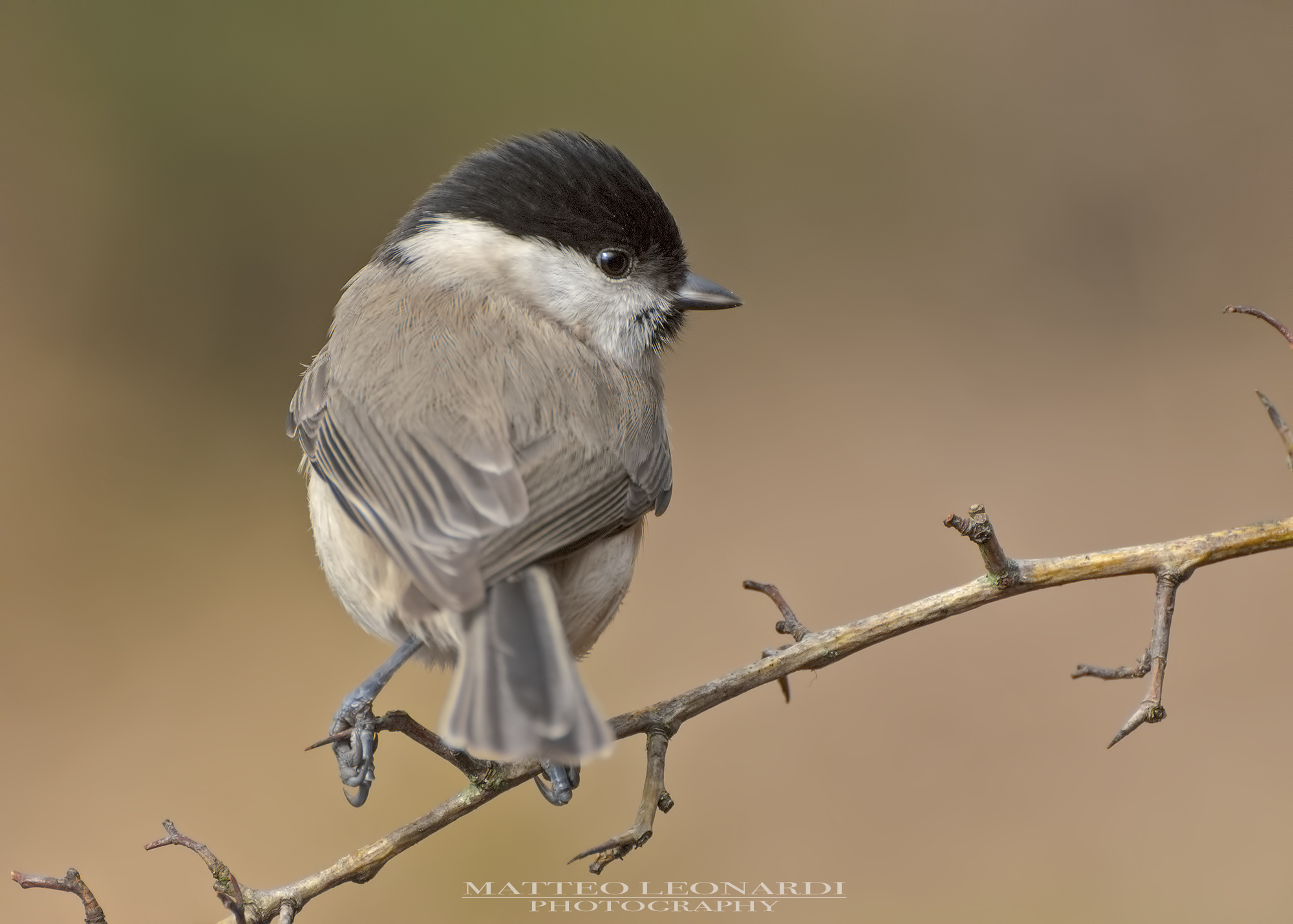Cincia Bigia - Alpi Apuane