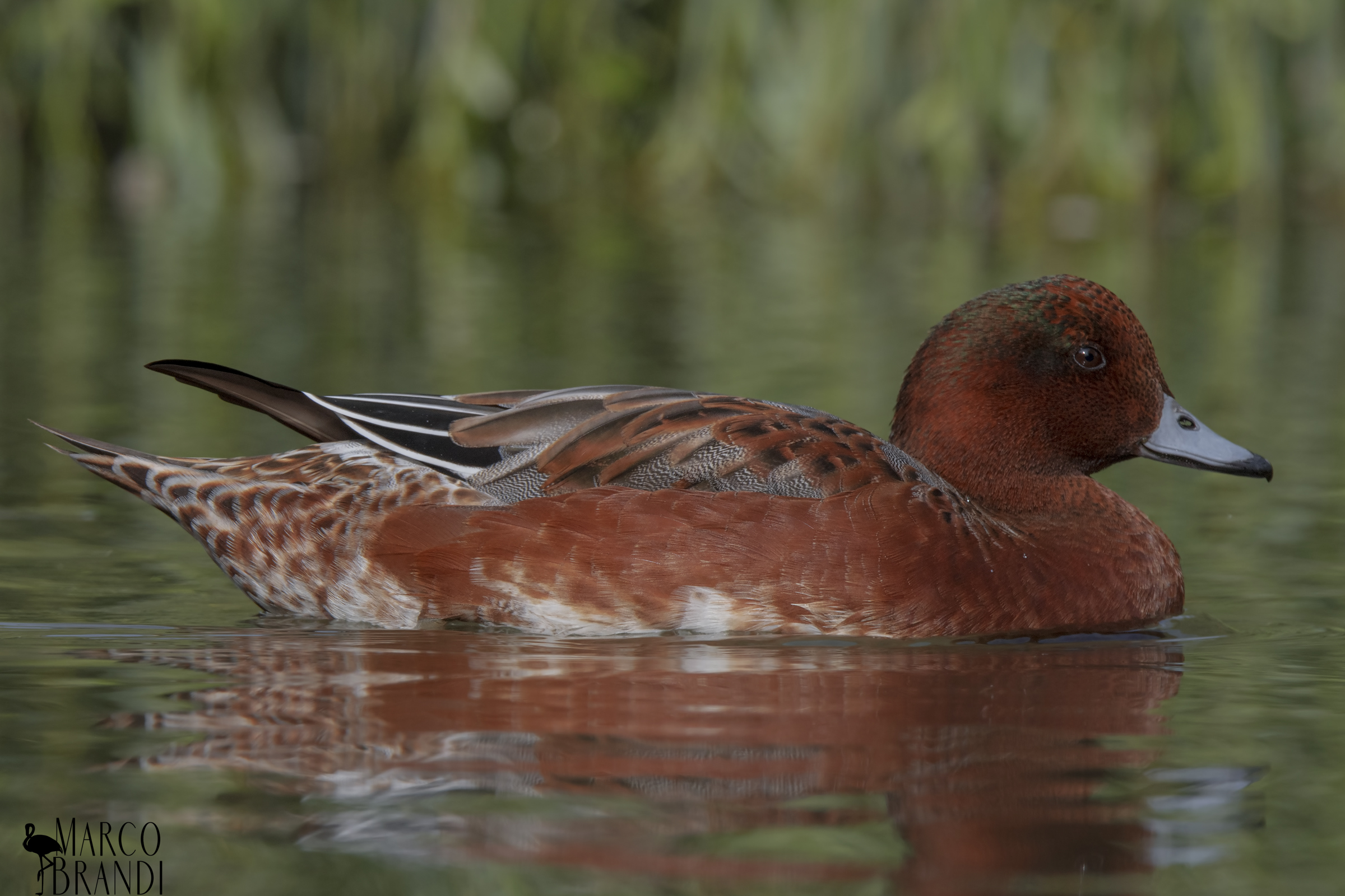 Fischione europeo, maschio