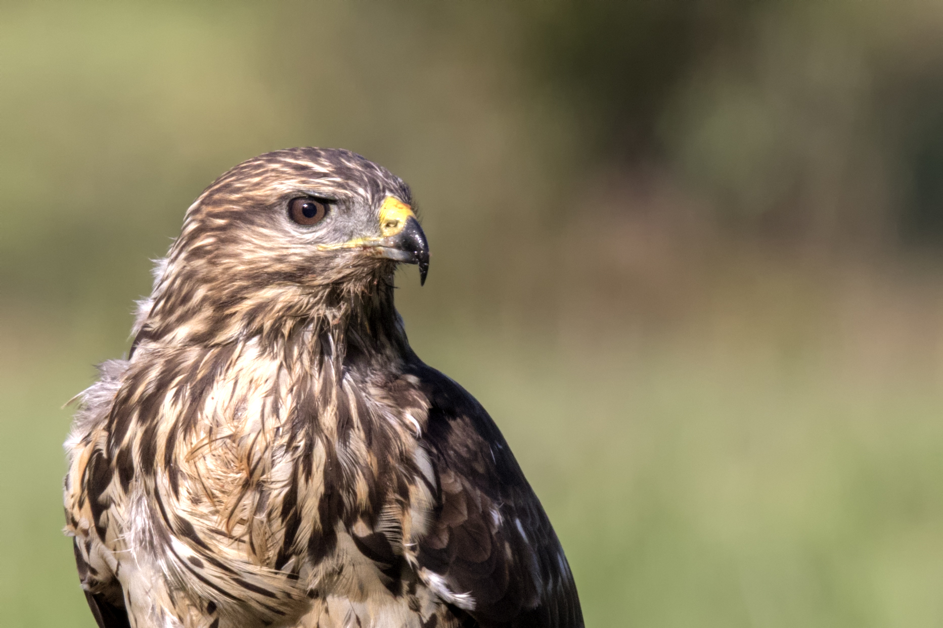 Buteo buteo