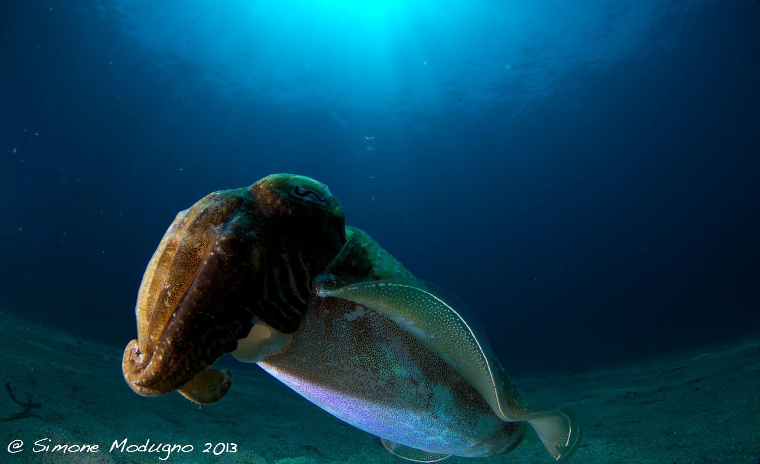 Cuttlefish model - Elba - Pomonte