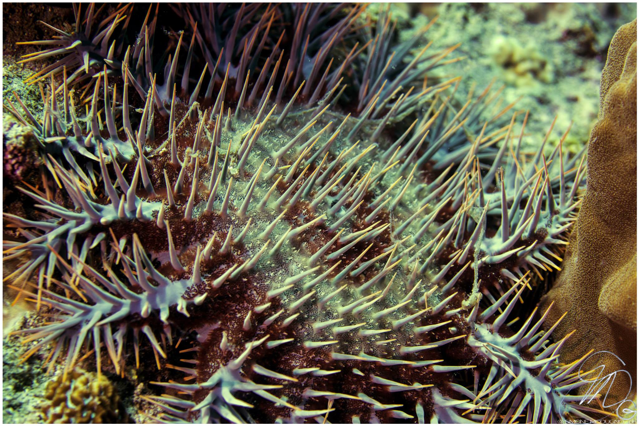 Acanthaster planci - Sharm El Sheikh