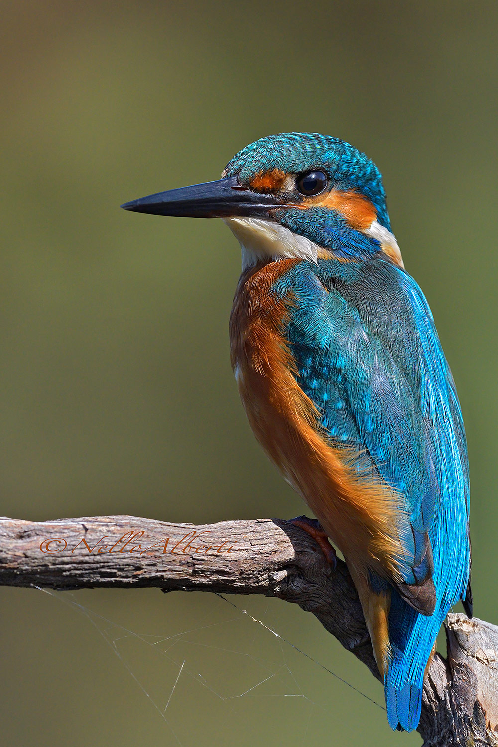 Martin pescatore 1° con la d500