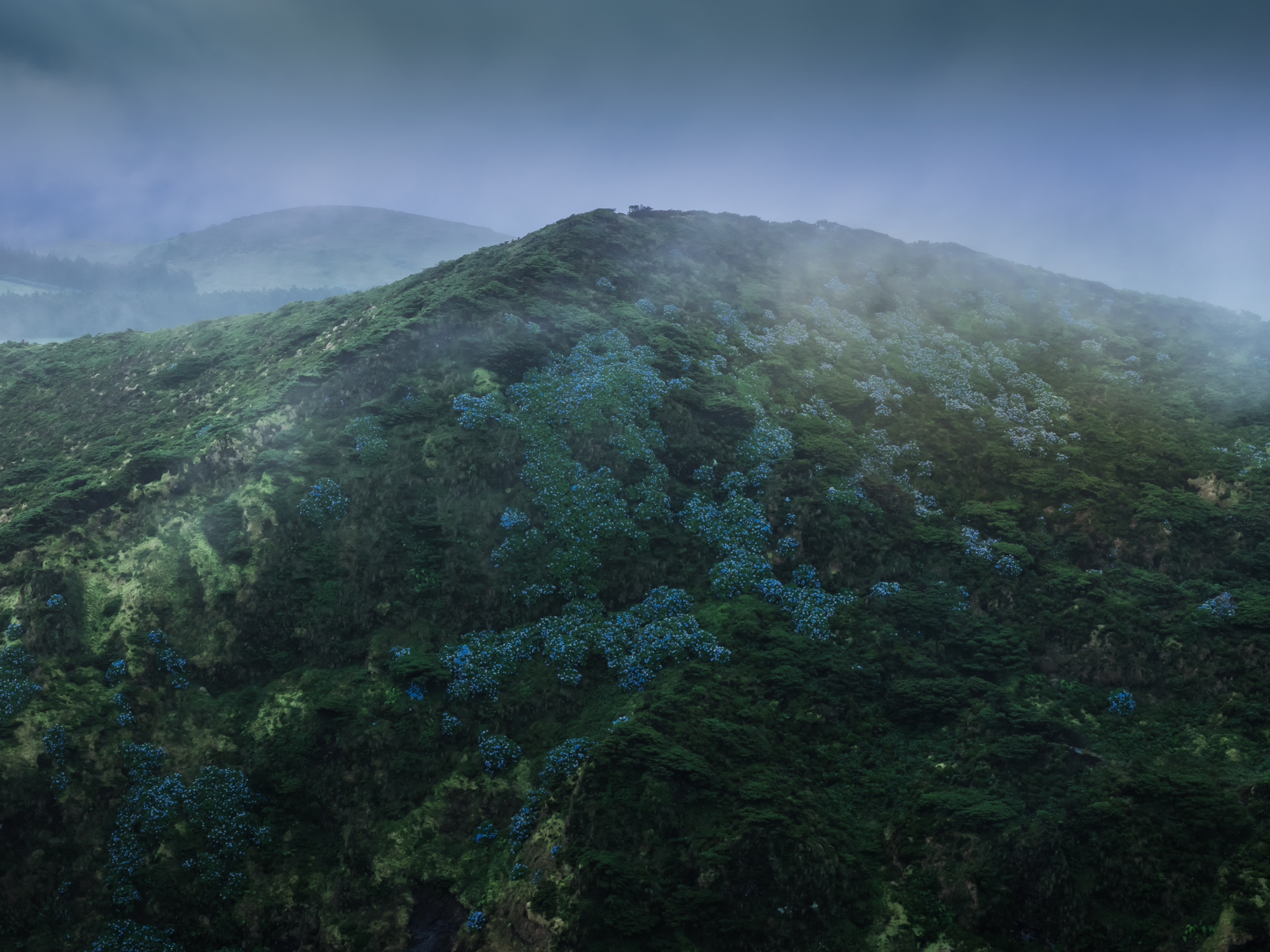 Flowers on Flores Pt